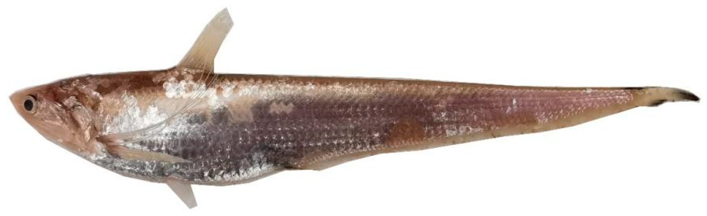 Fishes 07 00172 g001 550