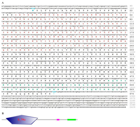 amino acid sequence analysis amino acid sequence analysis