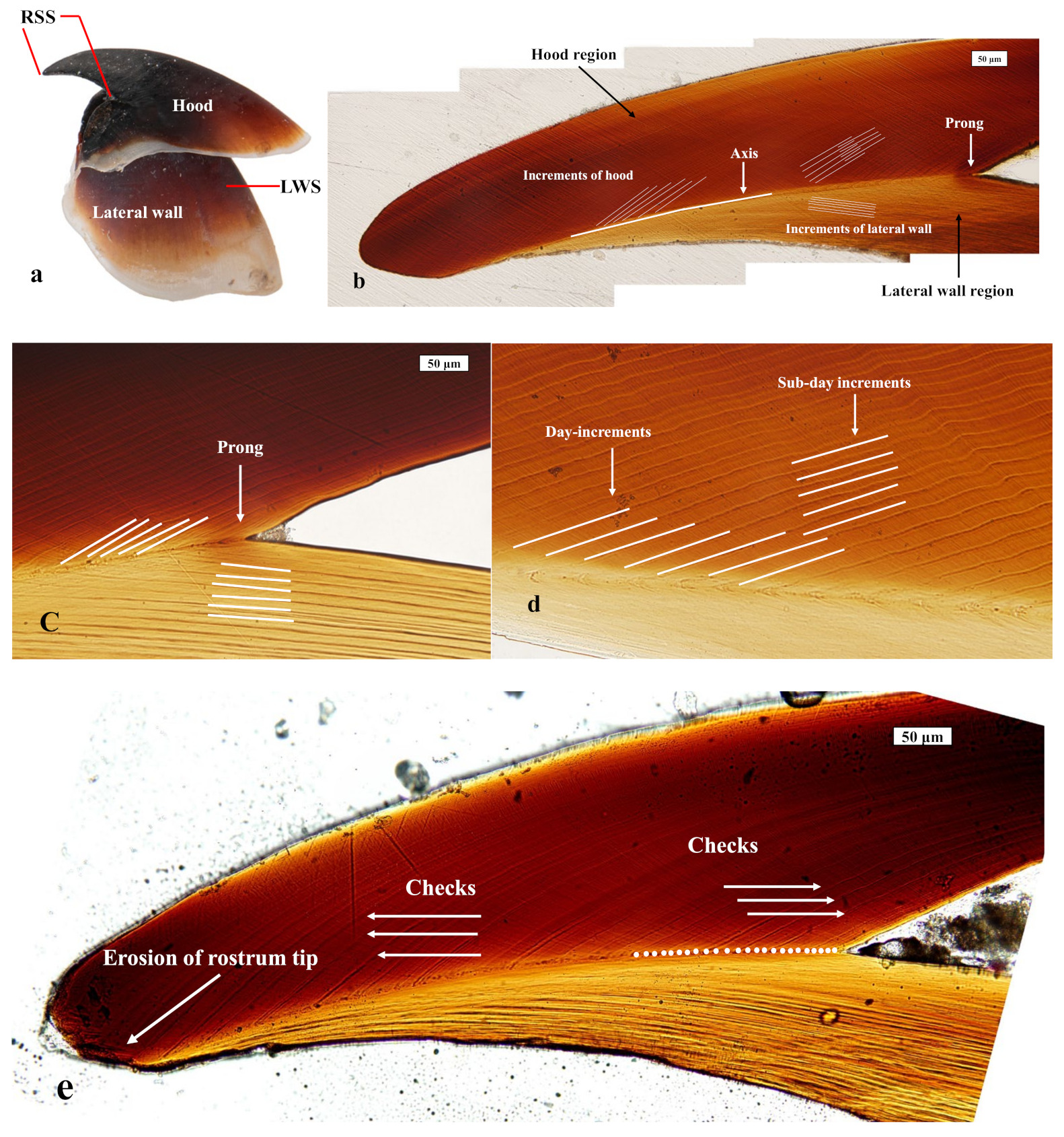 Fishes 07 00187 g002 Fishes 07 00187 g002