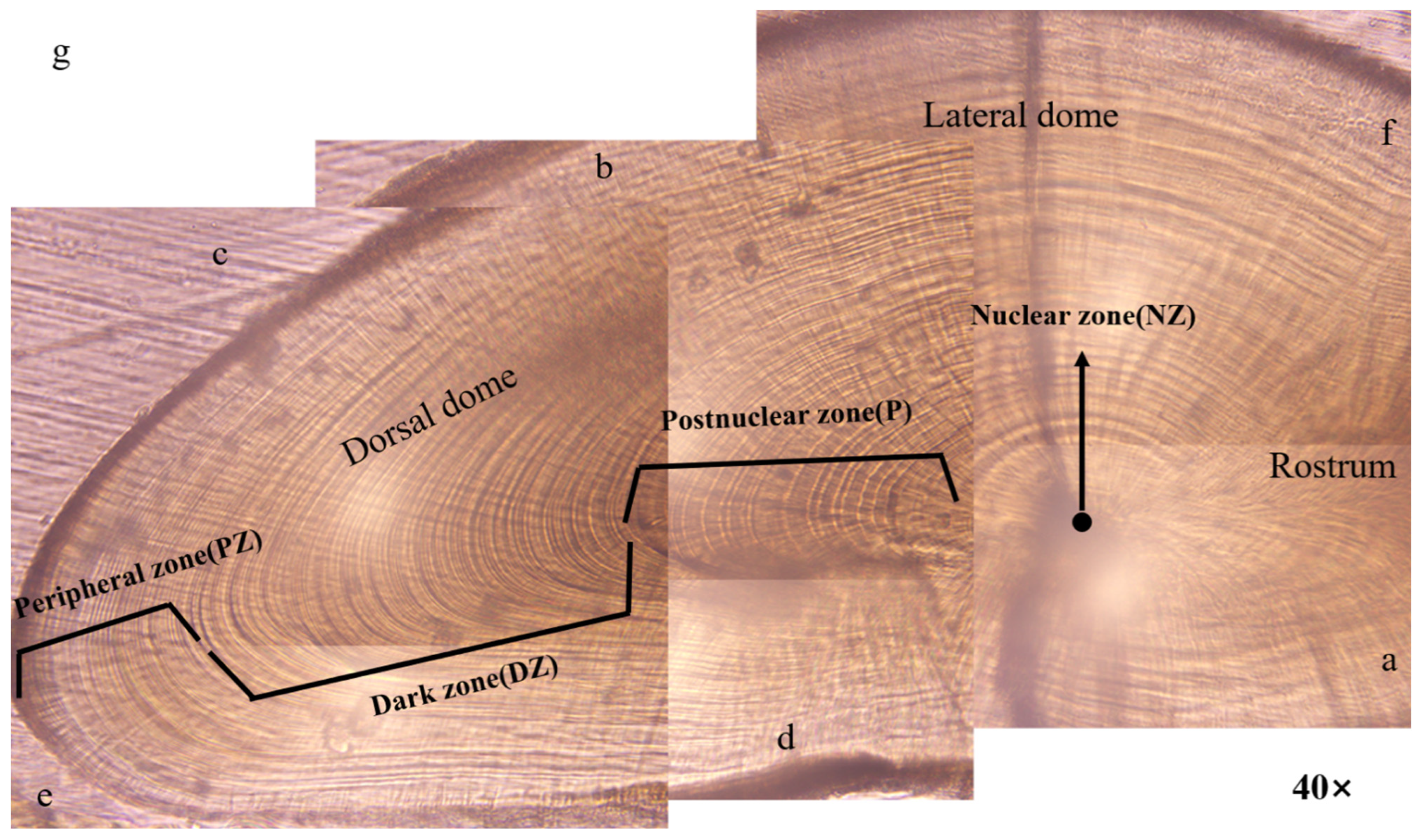 Fishes 07 00215 g003b