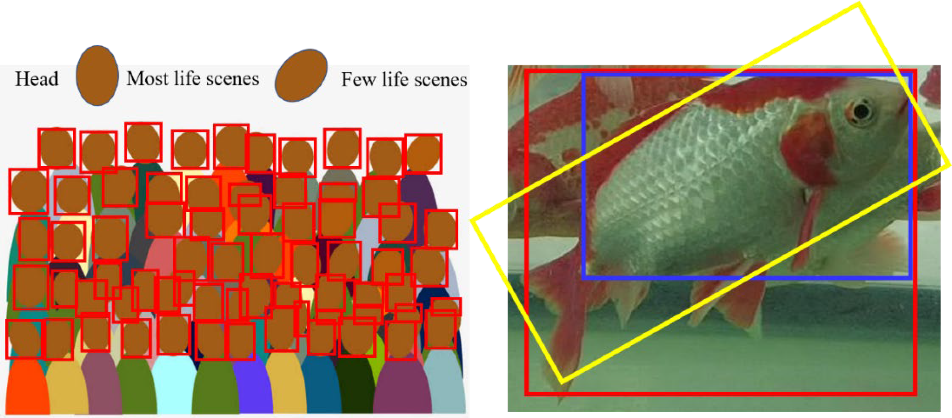 Fishes | Free Full-Text | Fish Face Identification Based on Rotated ...