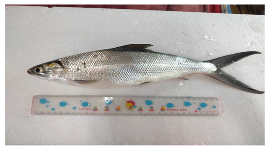 Fishes Free Full-Text Evaluation of the Technical Efficiency of Taiwanandrsquo;s Milkfish Polyculture in Consideration of Differences in Culturing Models and Environments picture