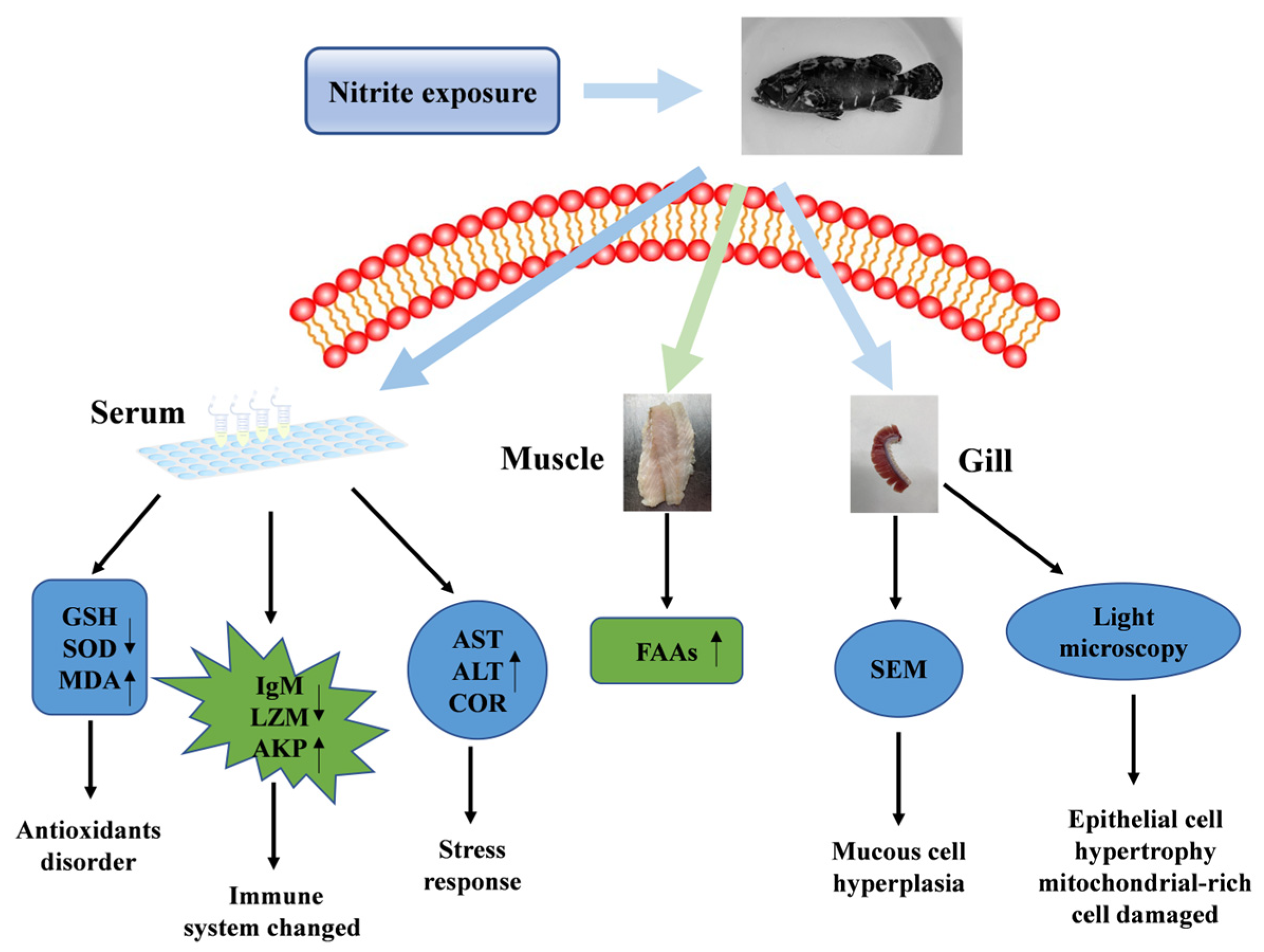 Fishes 07 00235 g008