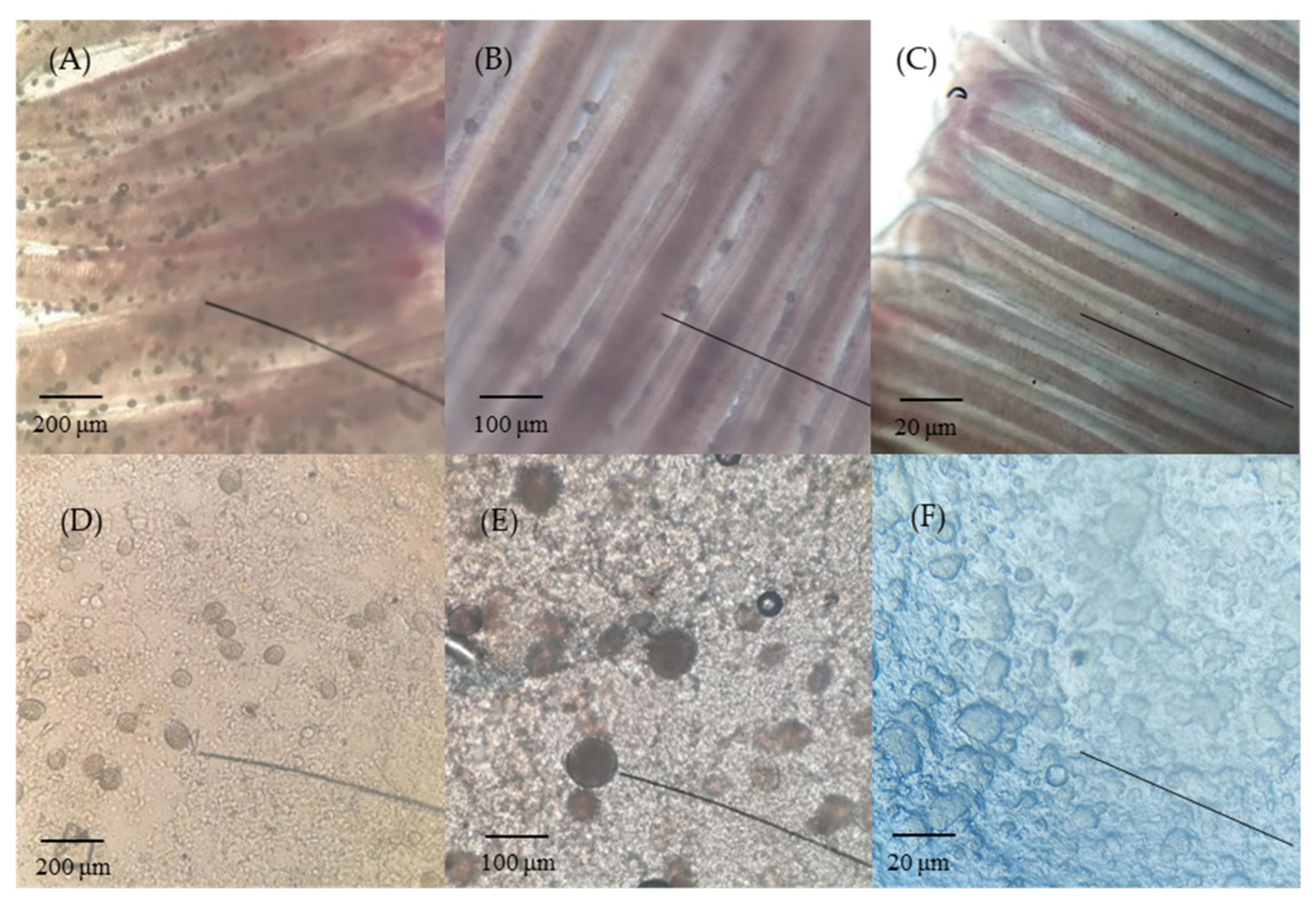 Fishes 07 00252 g001 Fishes 07 00252 g001