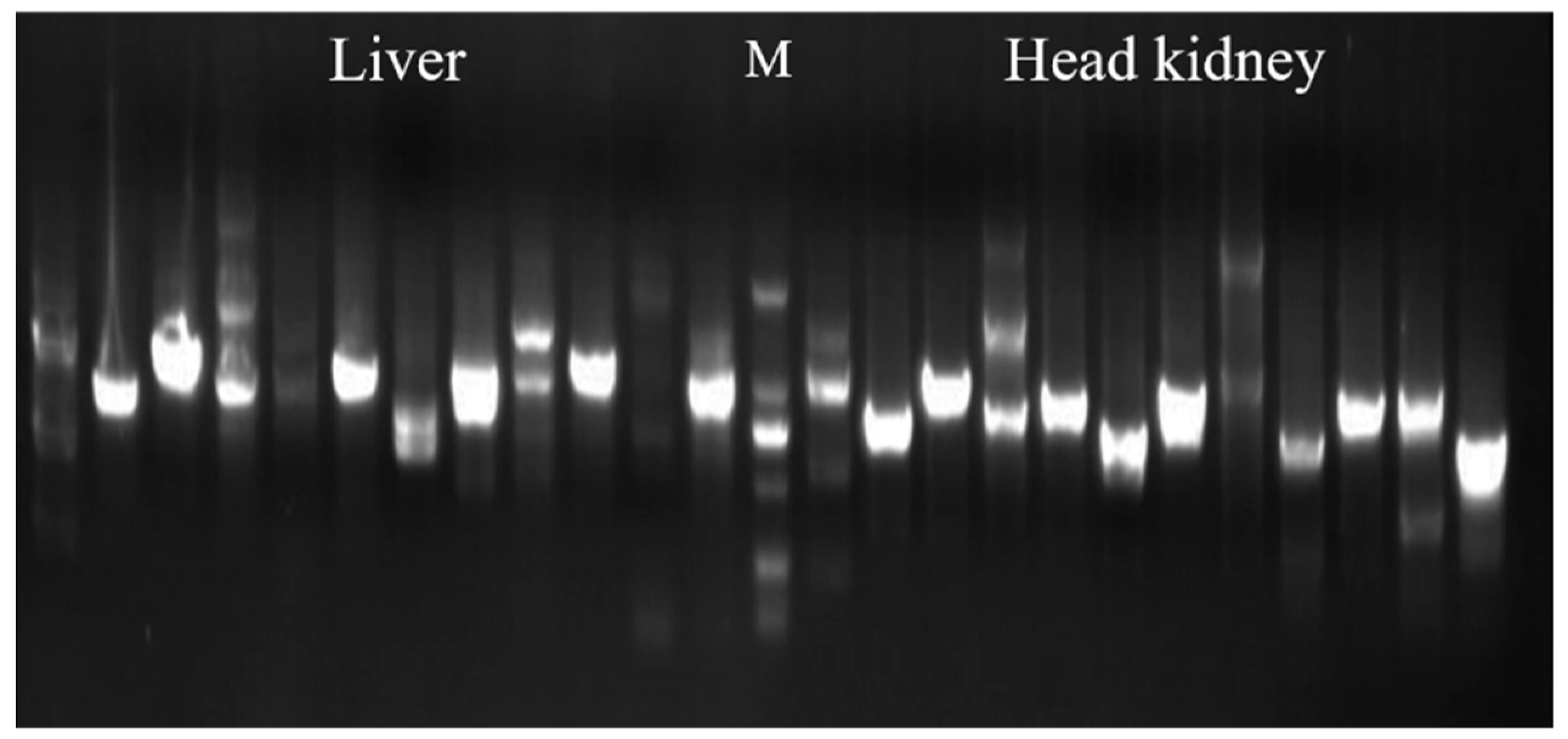 Fishes 07 00253 g001 Fishes 07 00253 g001