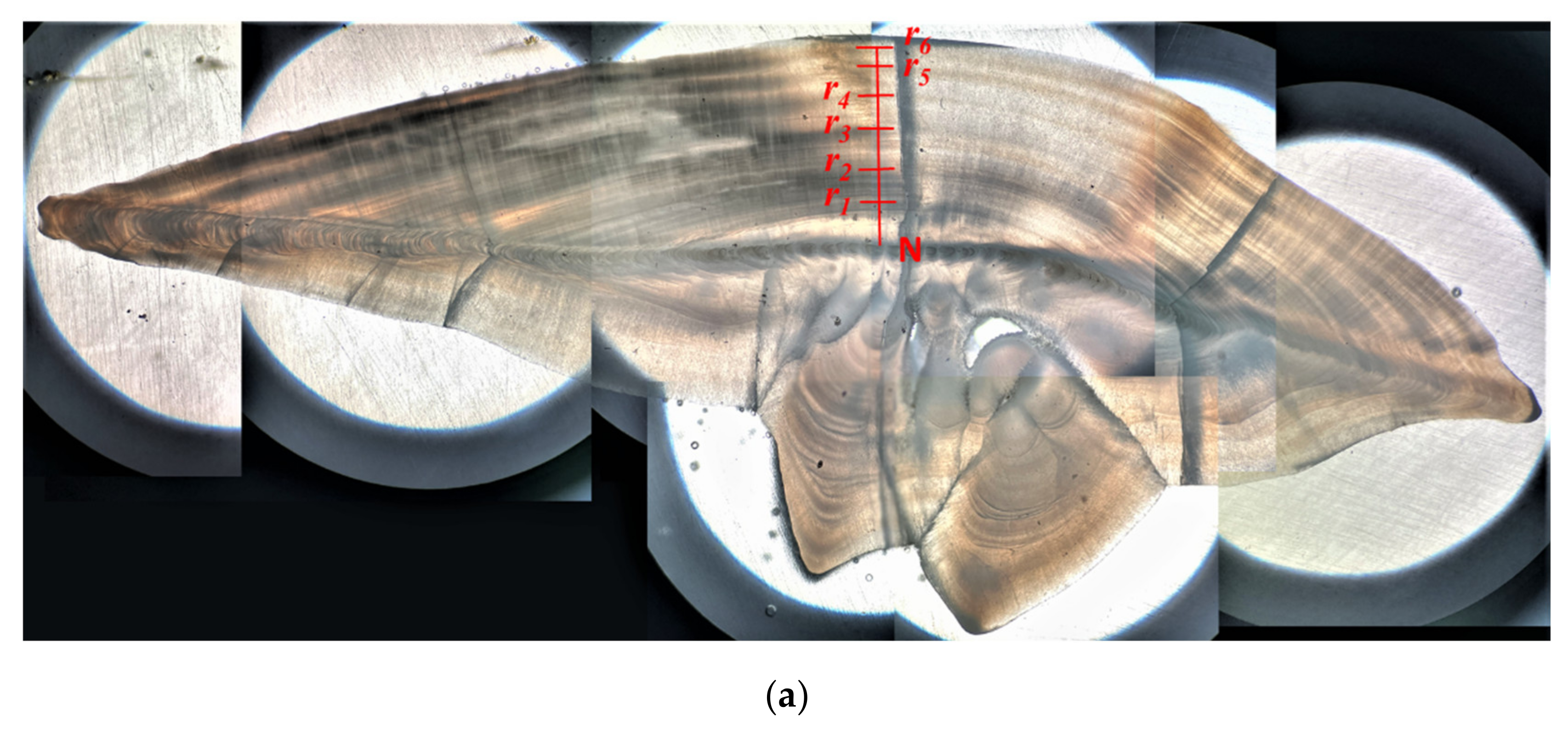 Fishes 07 00281 g003a Fishes 07 00281 g003a