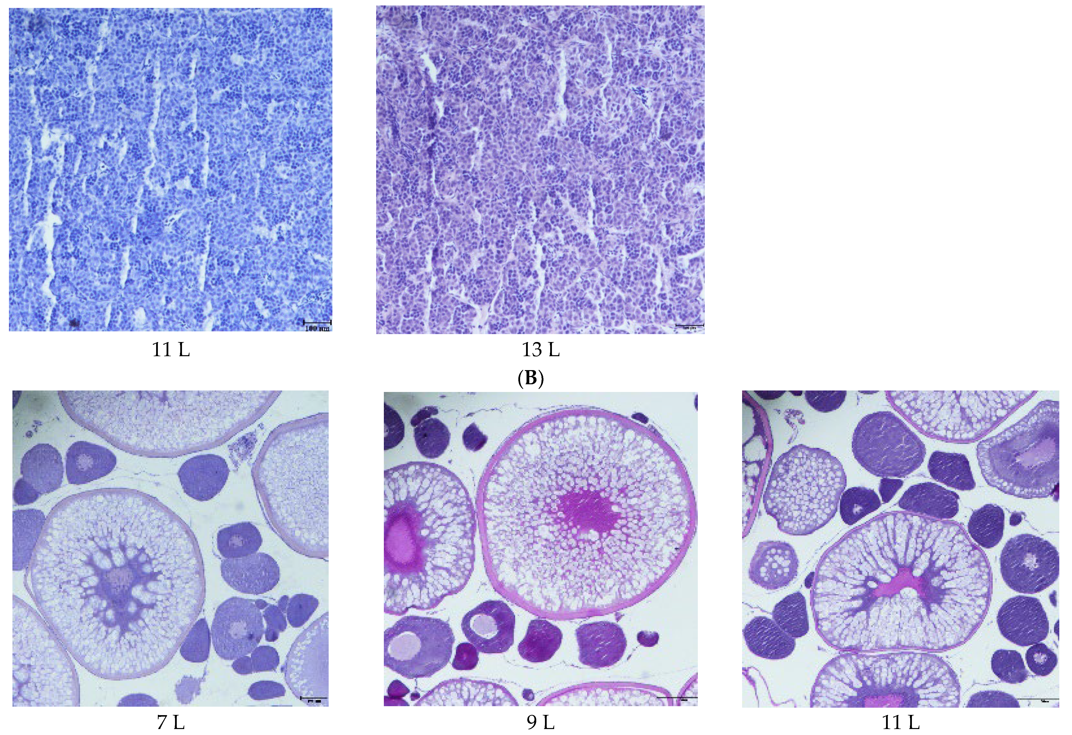 Fishes 07 00291 g001b Fishes 07 00291 g001b