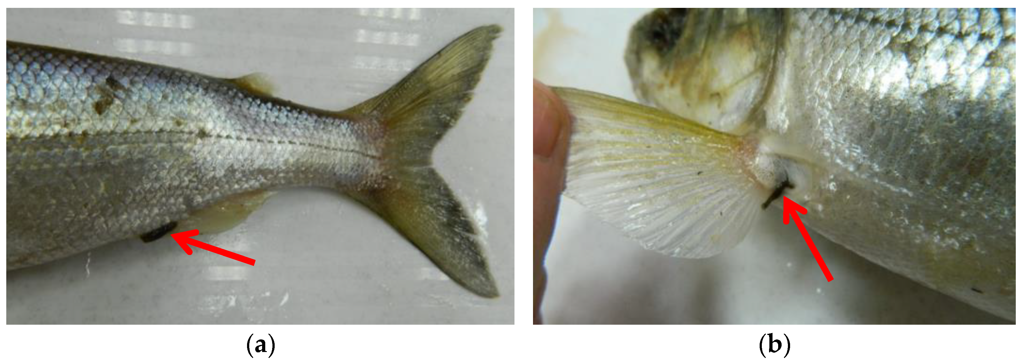 Fishes 07 00298 g003