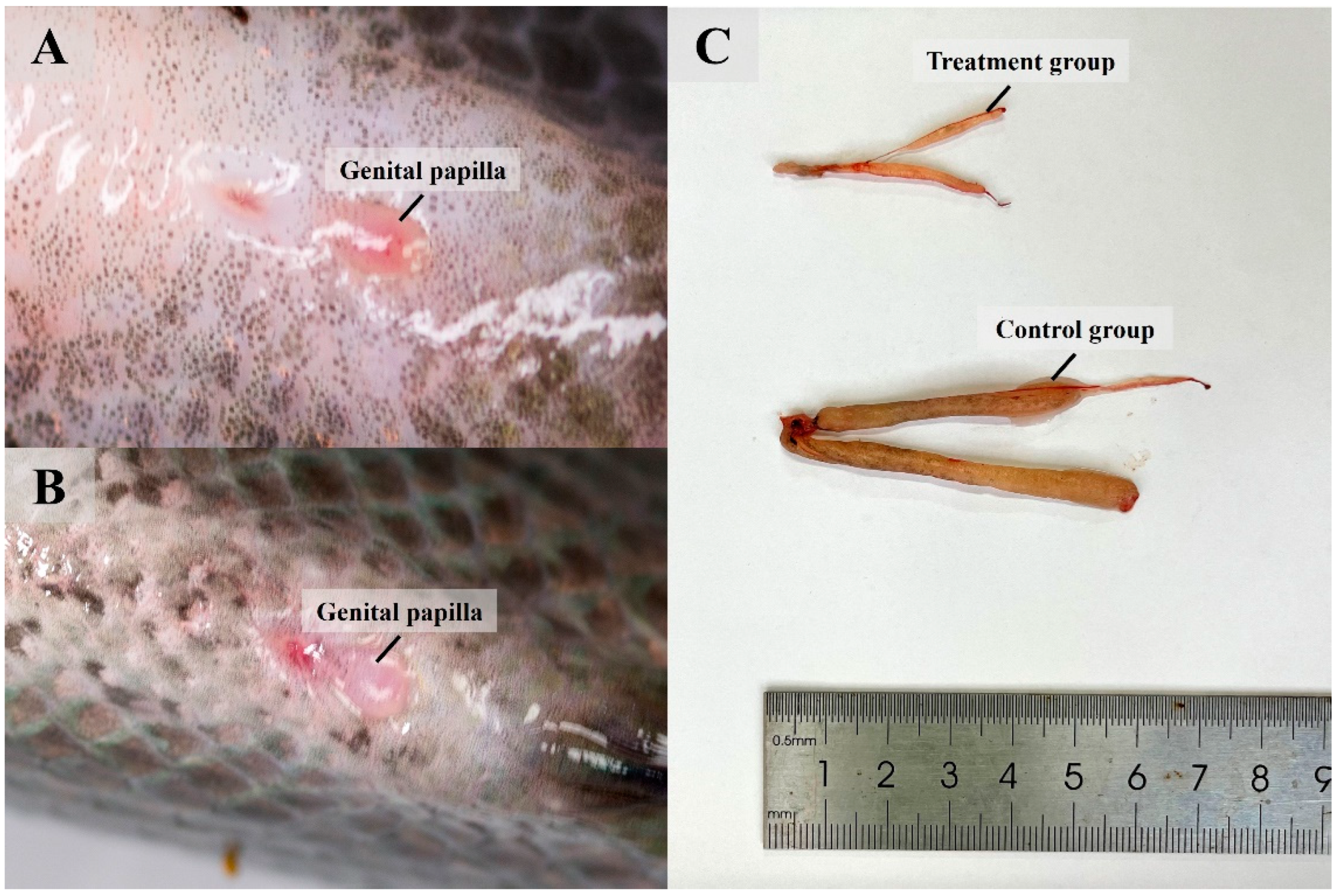 Fishes 07 00299 g003 Fishes 07 00299 g003