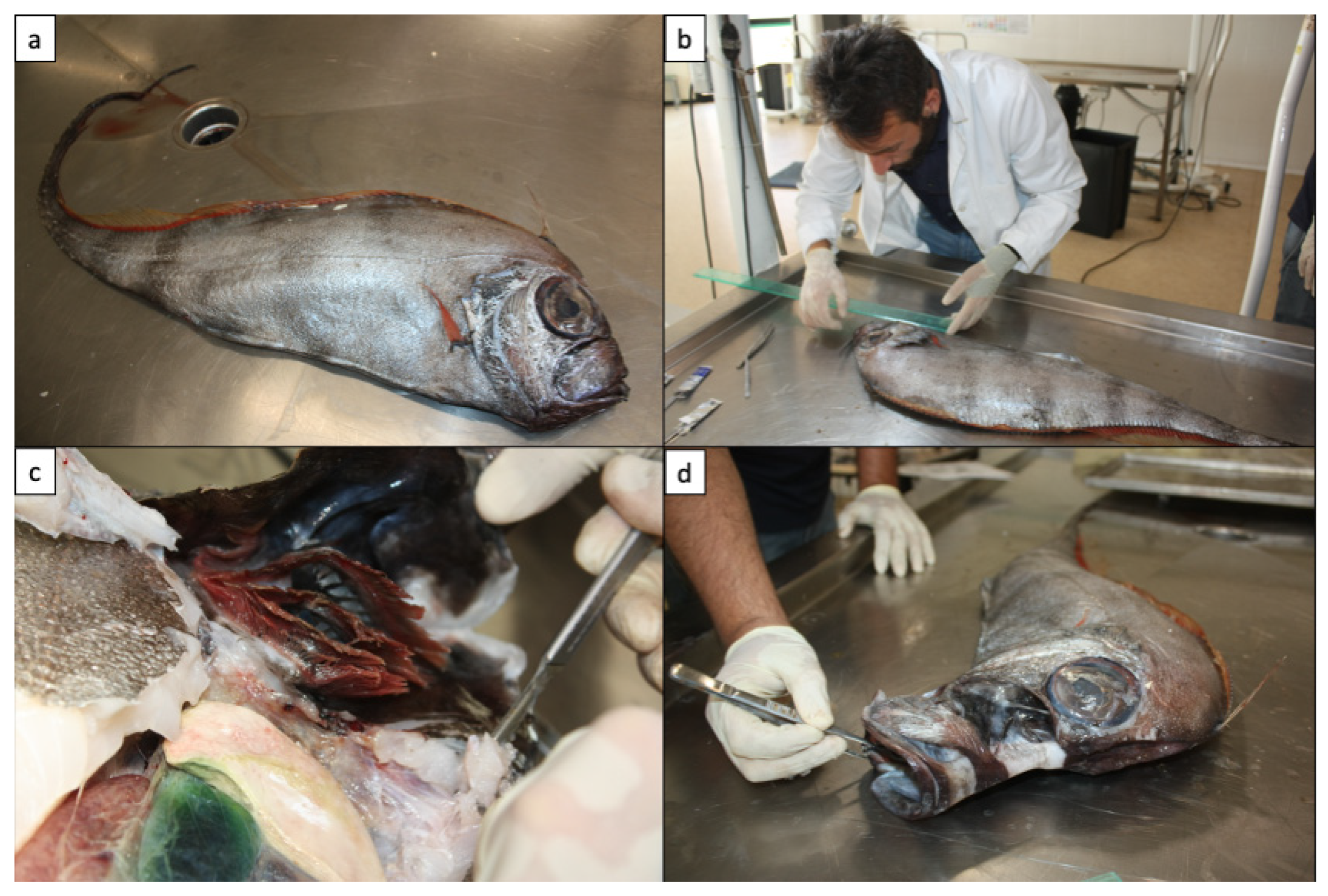 Fishes 07 00305 g003