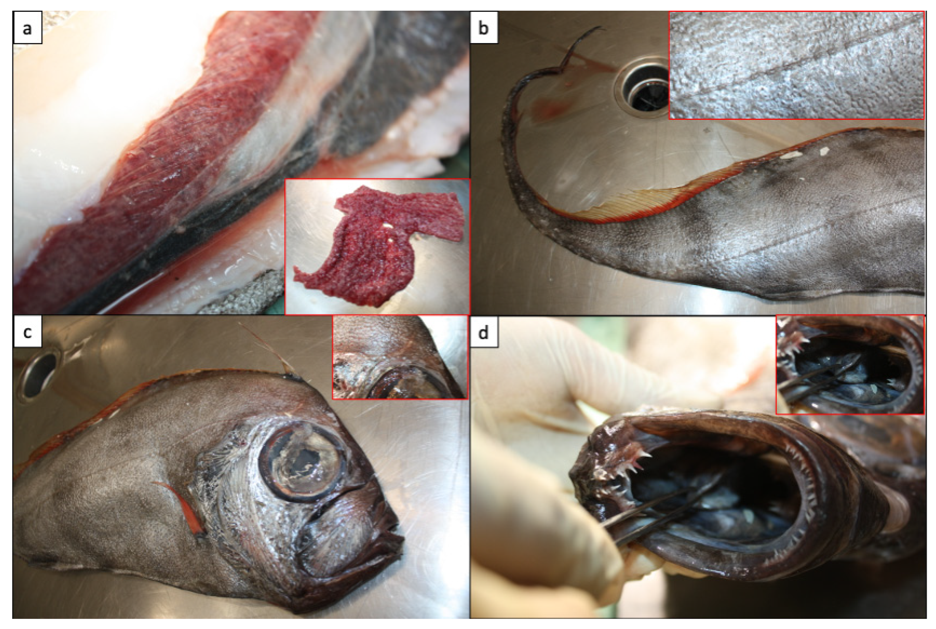 Fishes 07 00305 g004