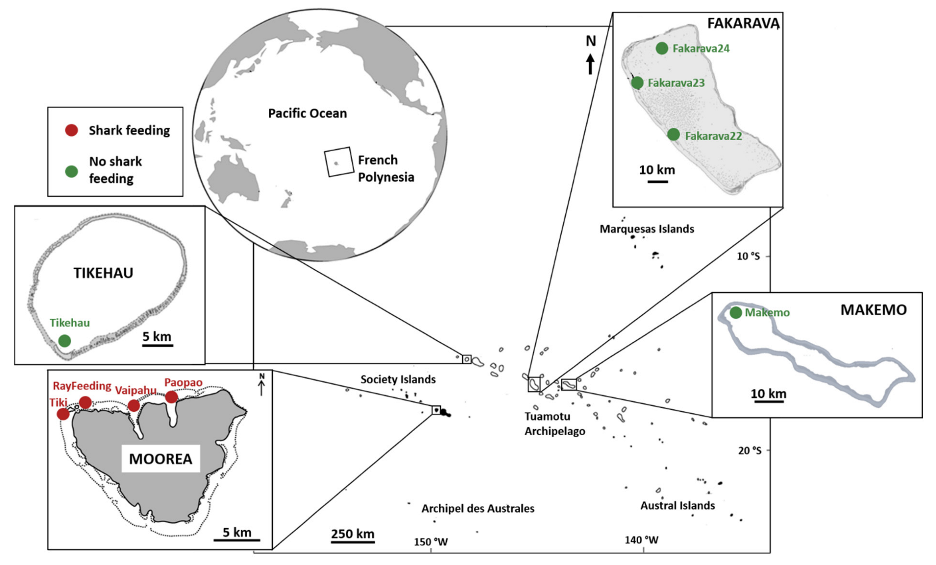 Fishes Free Full-Text Shark Provisioning Influences the Gut Microbiota of the Black-Tip Reef Shark in French Polynesia pic