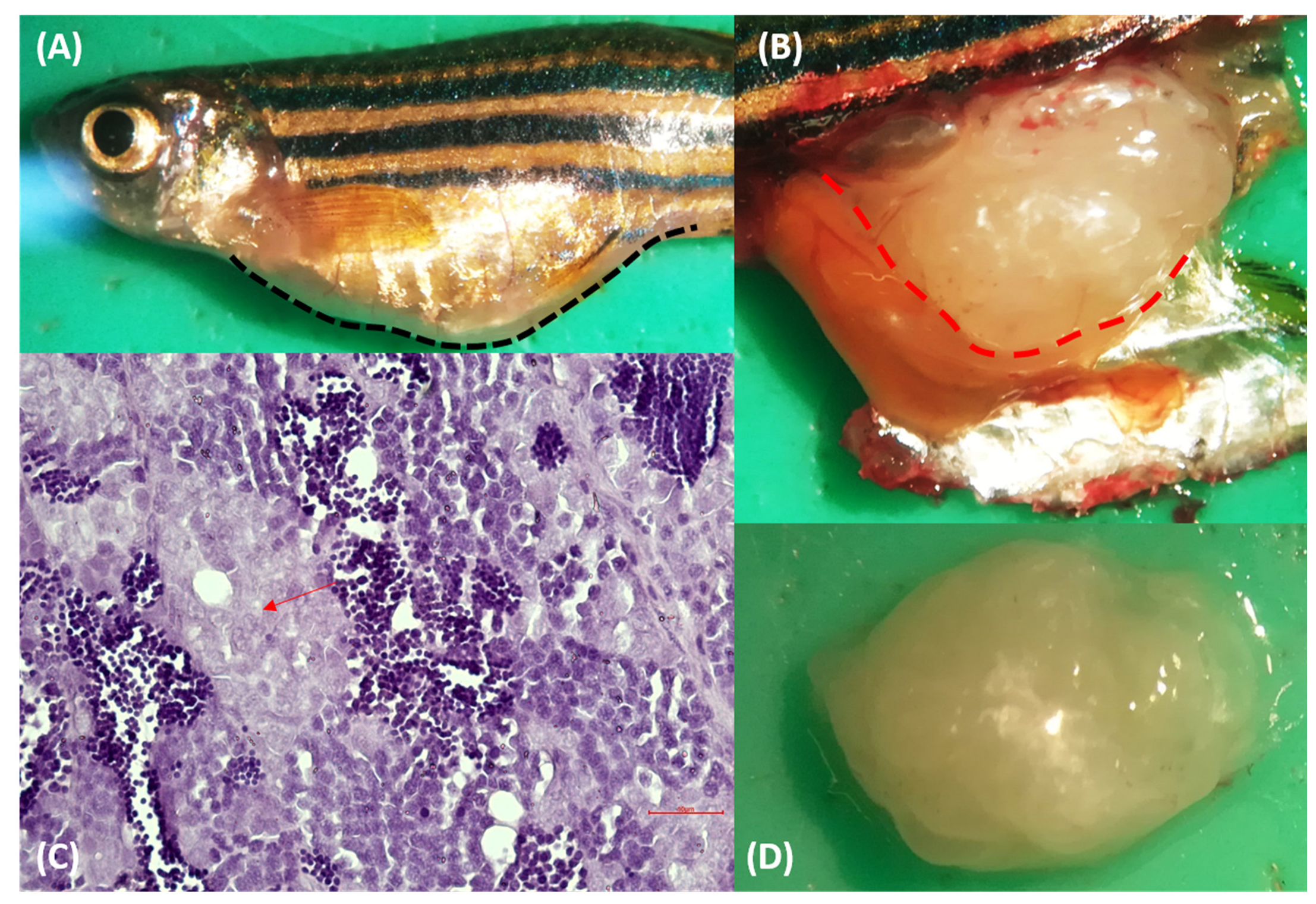 Fishes 07 00314 g001