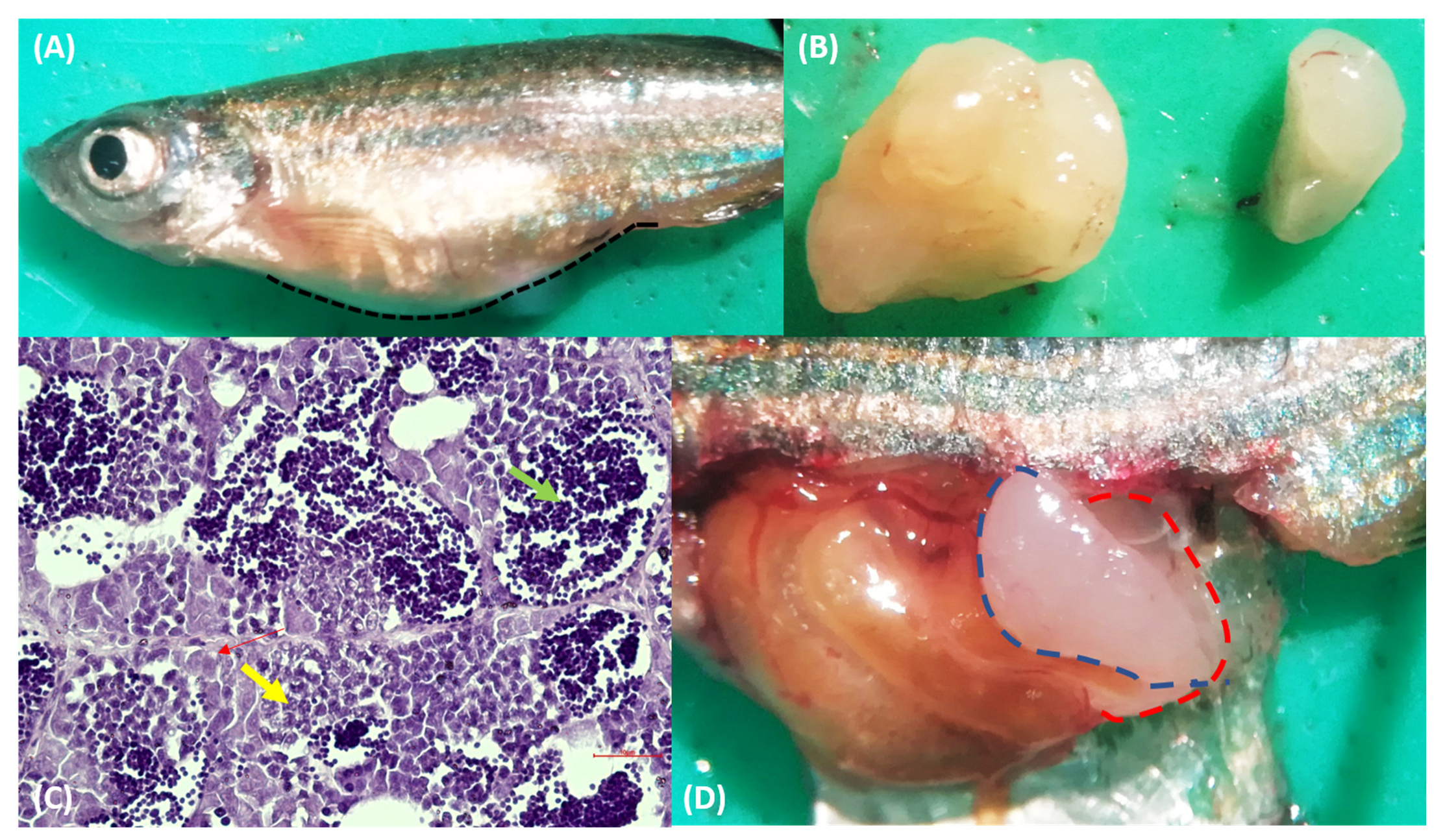 Fishes 07 00314 g002