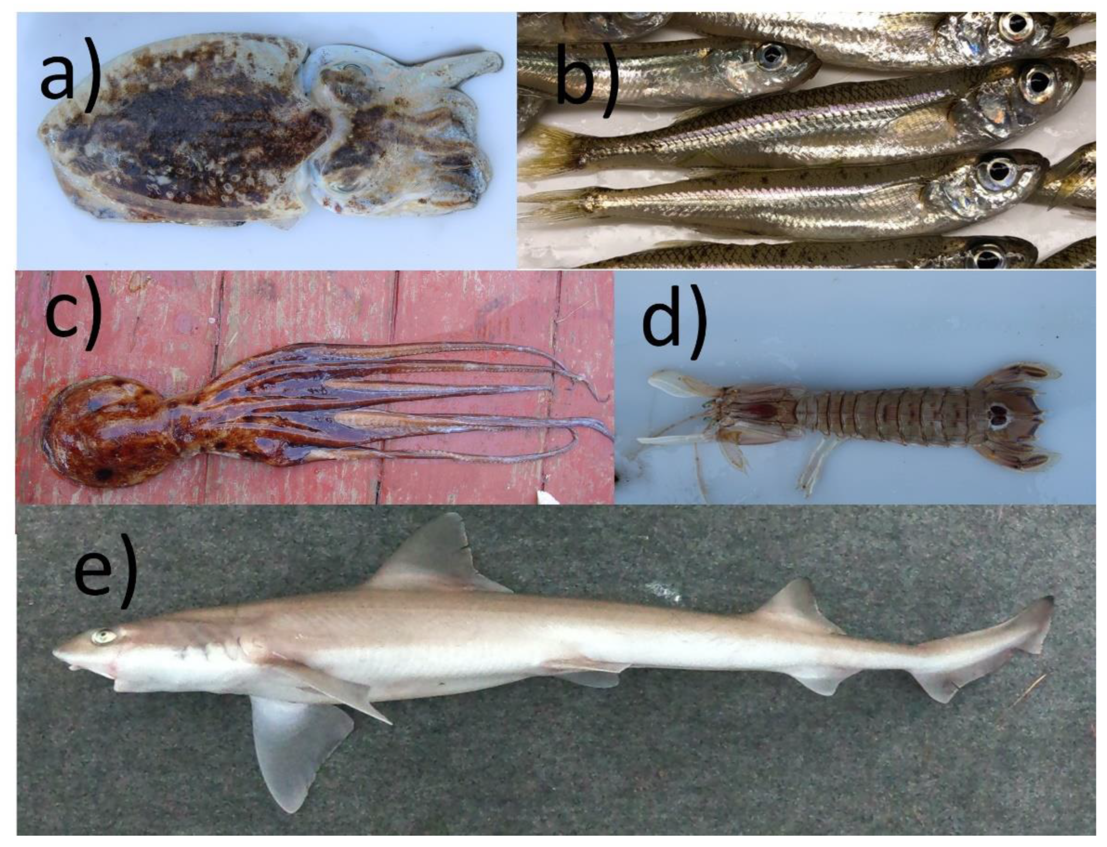 Fishes 07 00320 g002 Fishes 07 00320 g002