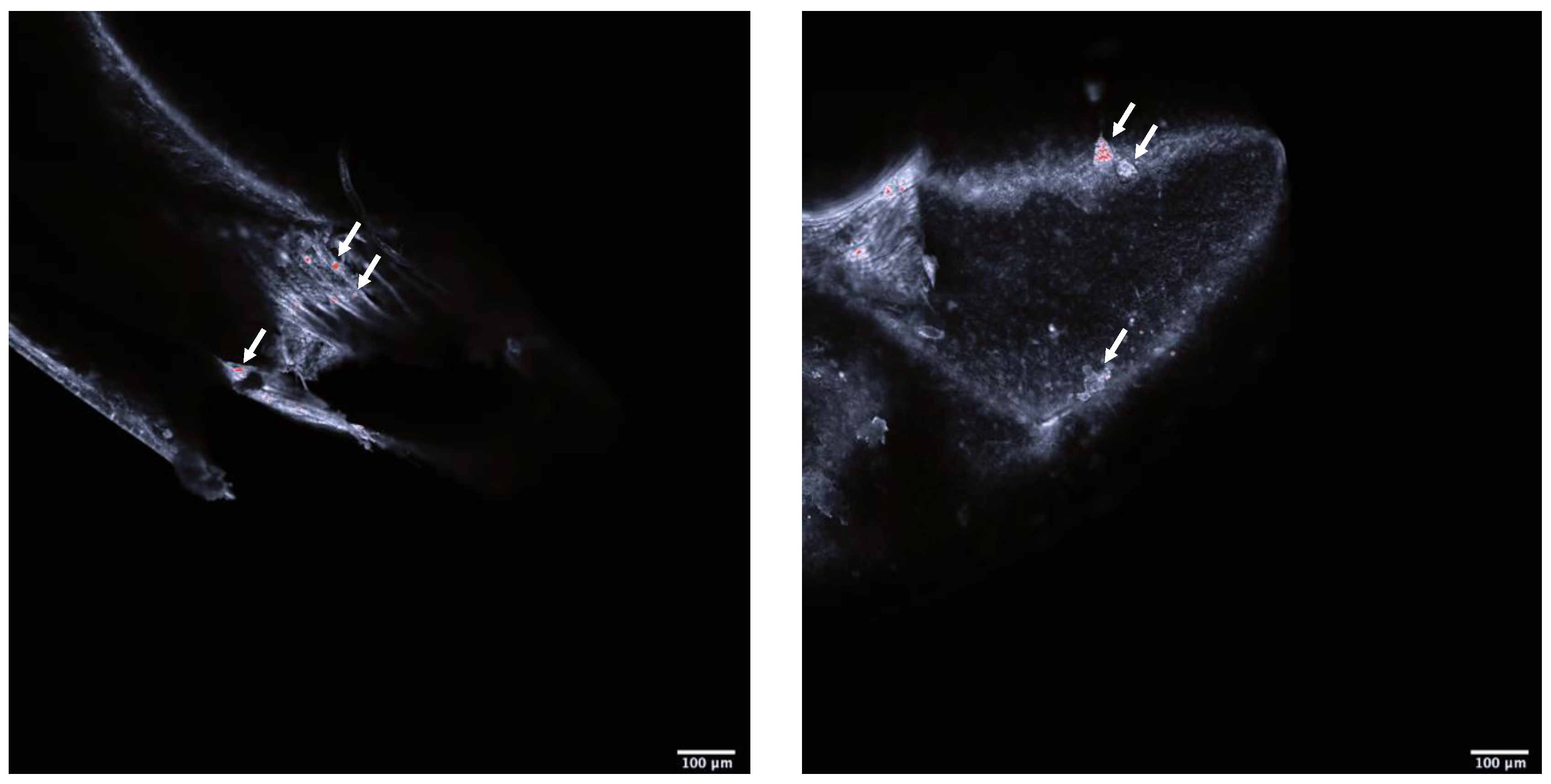 Fishes 07 00323 g001