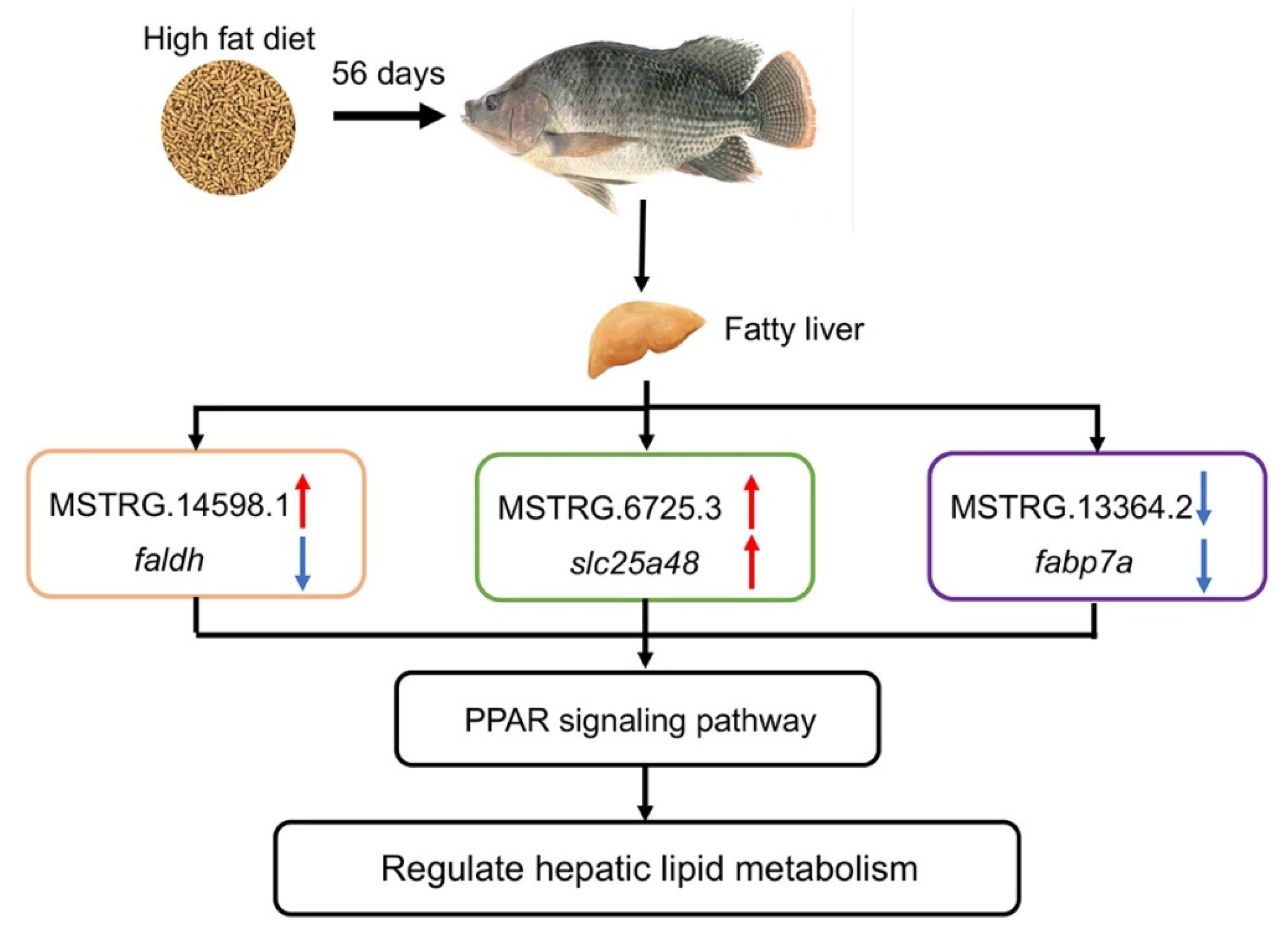 Fishes 07 00332 g008 Fishes 07 00332 g008