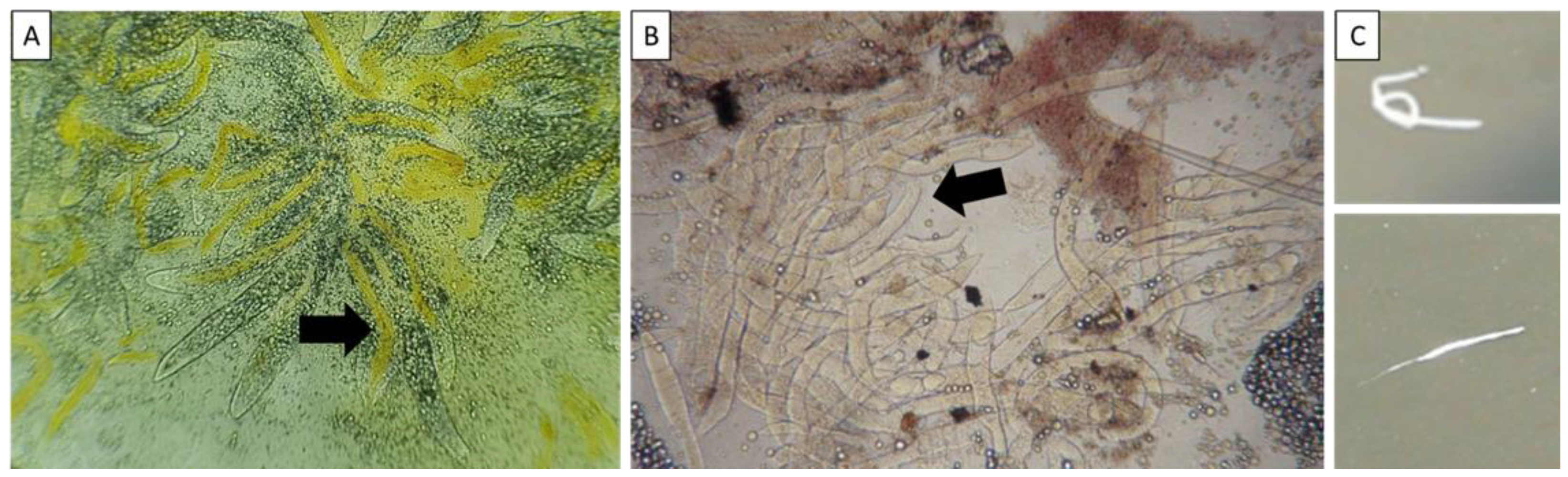 Fishes 07 00339 g001