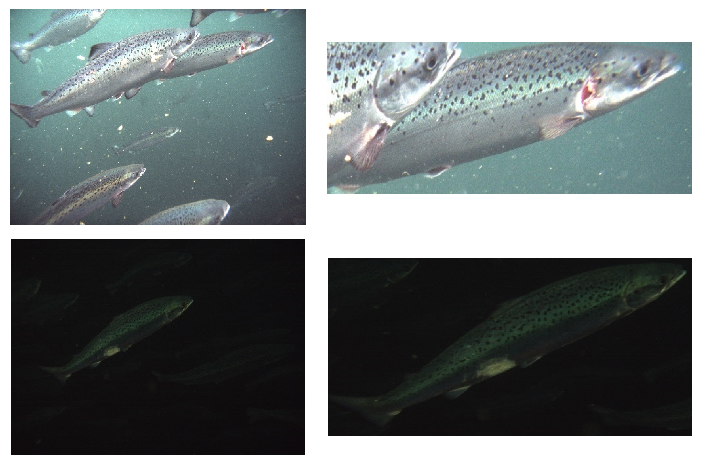 Fishes 07 00345 g001b