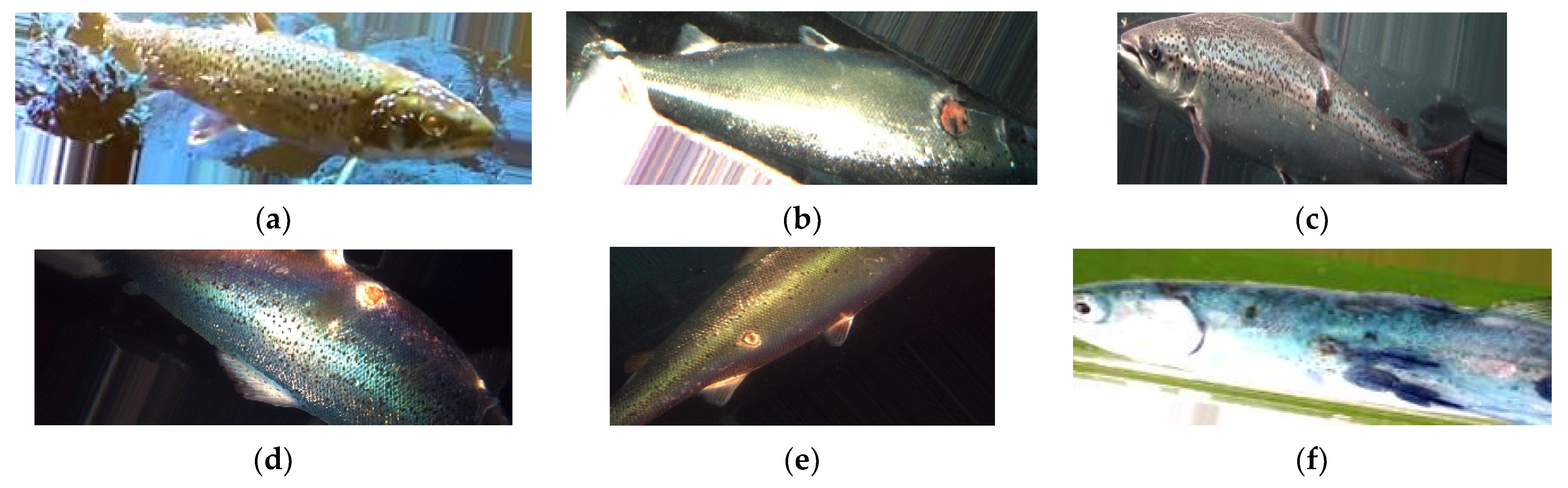 Fishes 07 00345 g003