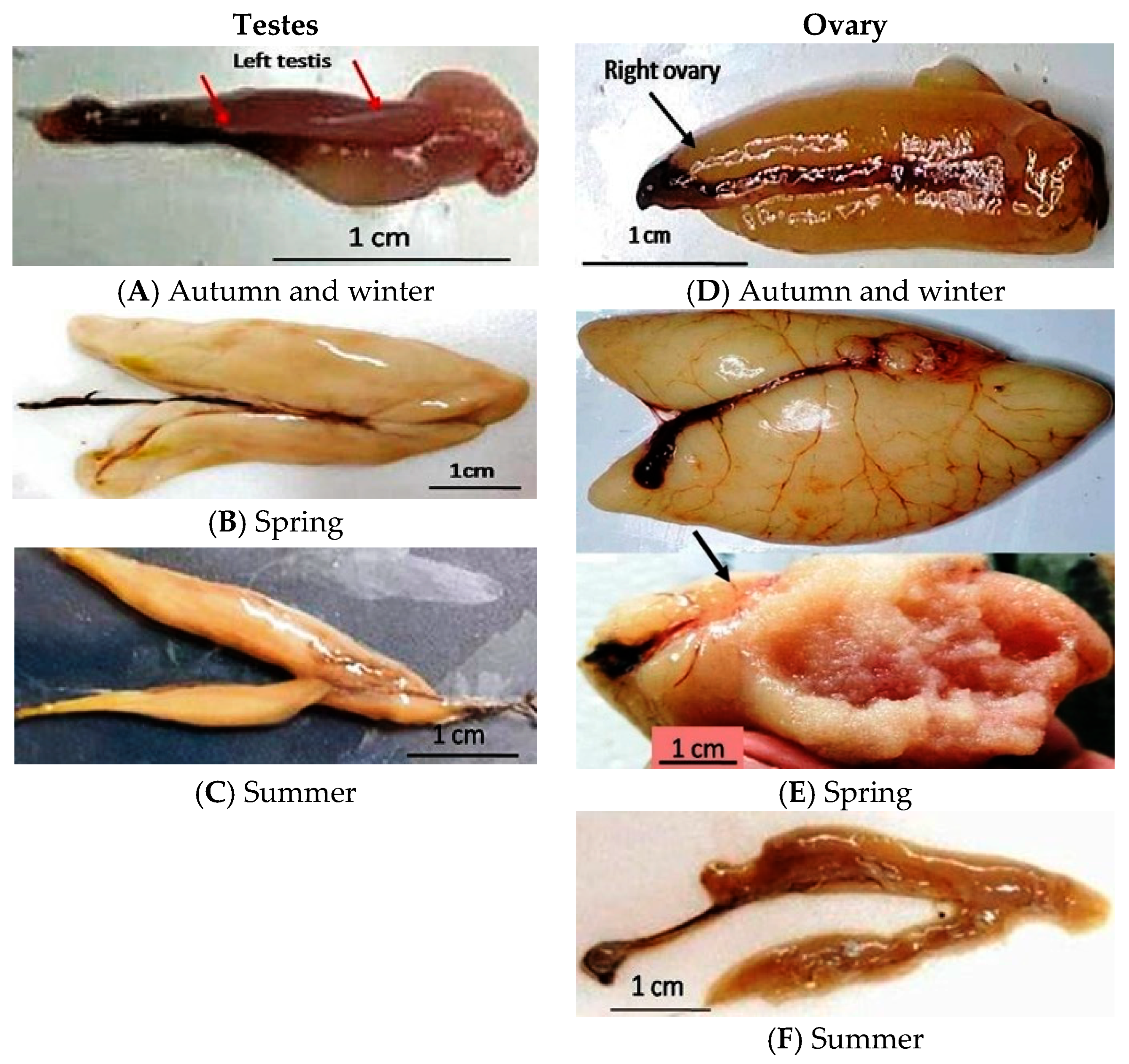 Fishes 07 00367 g002 Fishes 07 00367 g002