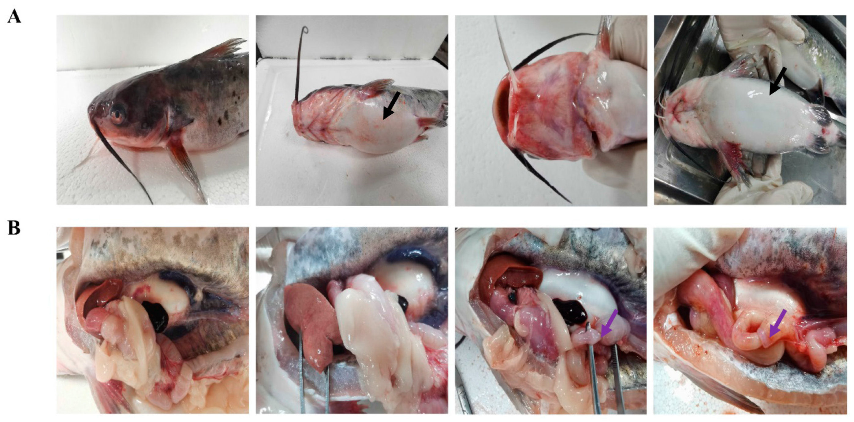 Fishes 07 00394 g001 Fishes 07 00394 g001