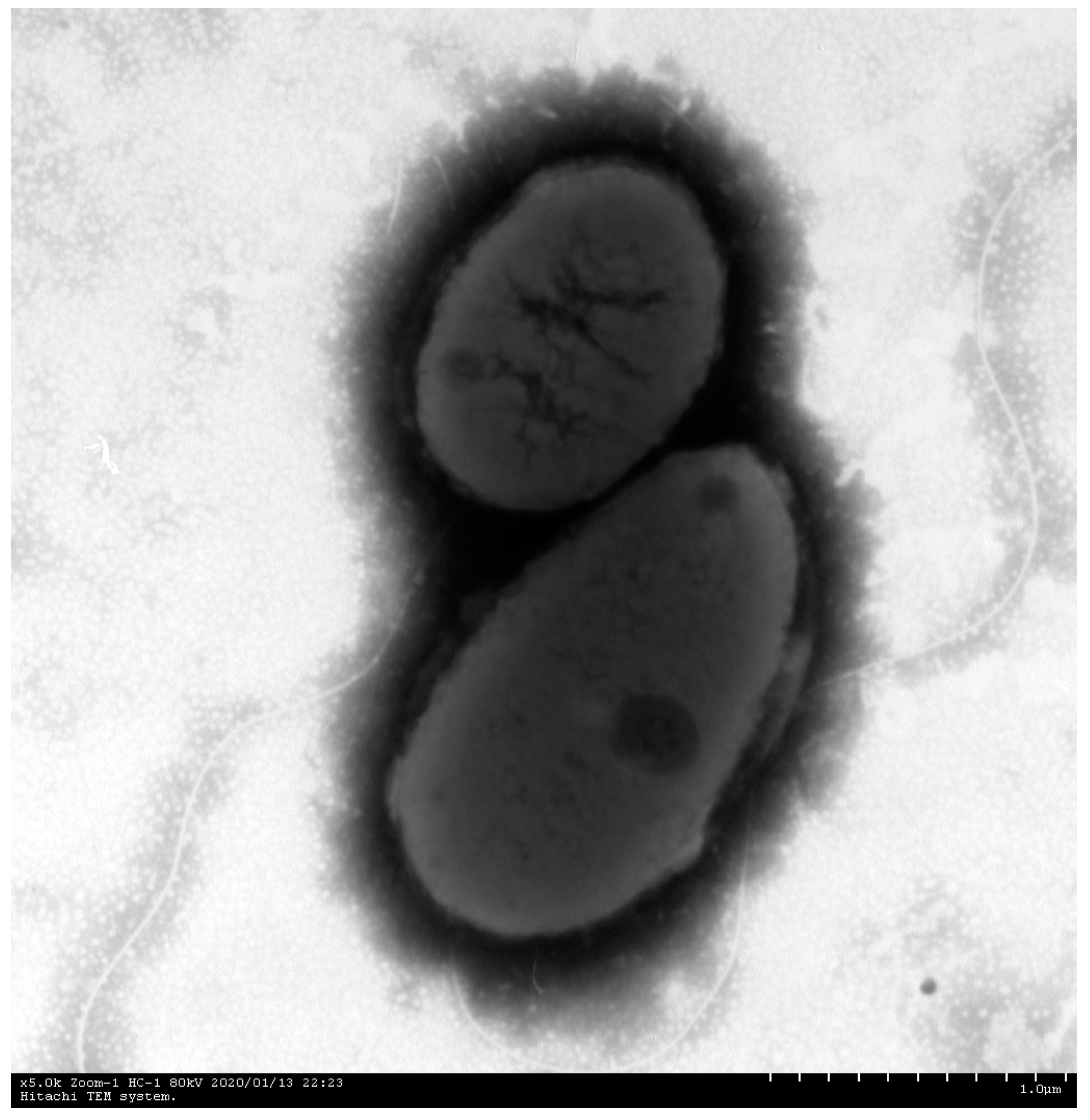 Fishes 07 00394 g003 Fishes 07 00394 g003