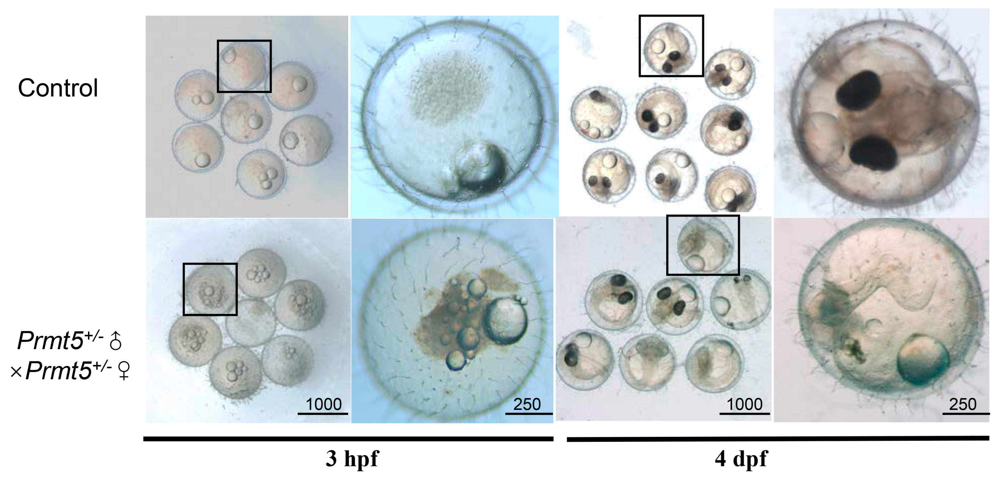 Fishes 08 00019 g003 Fishes 08 00019 g003