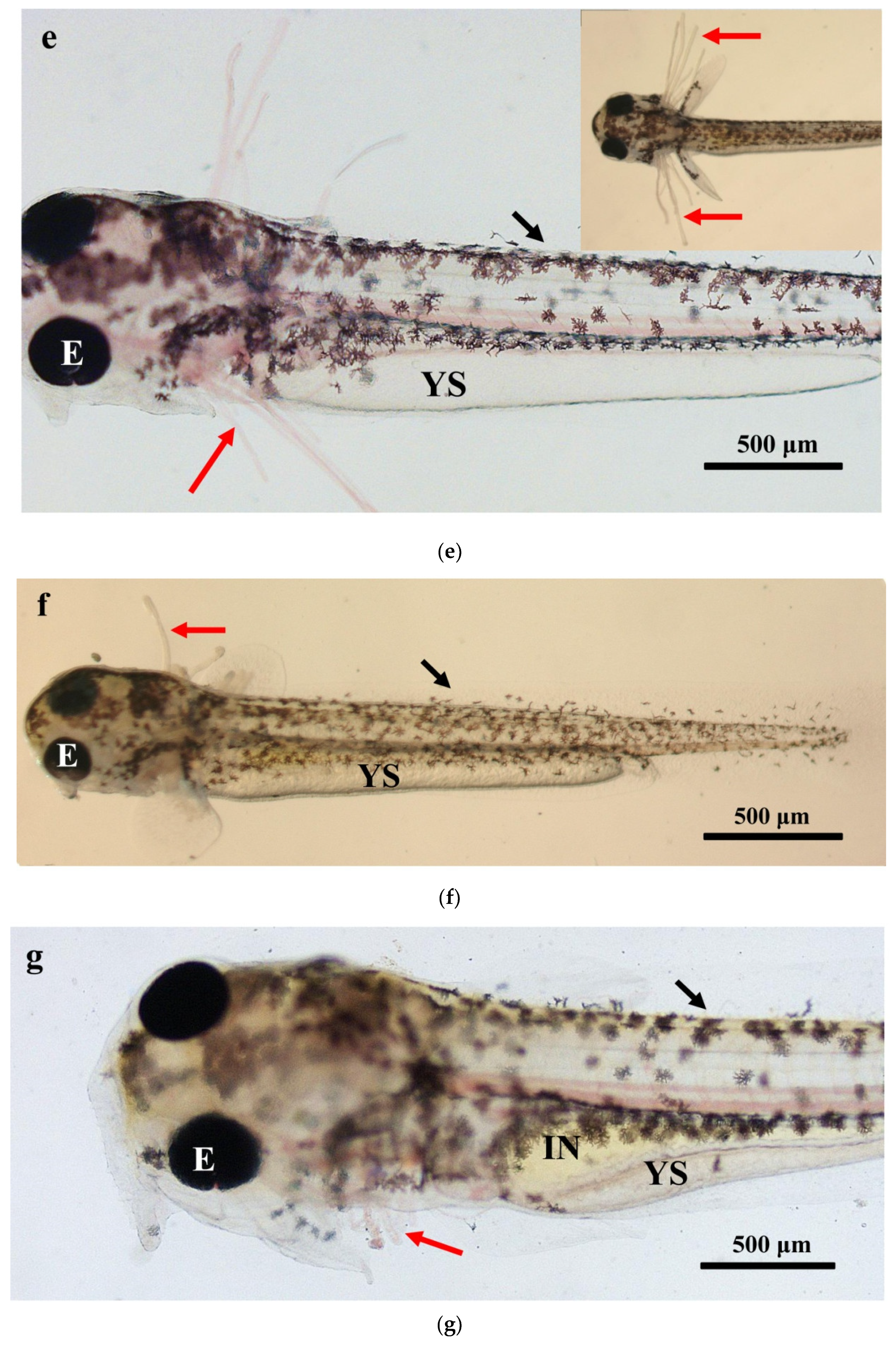 Fishes 08 00023 g002b Fishes 08 00023 g002b