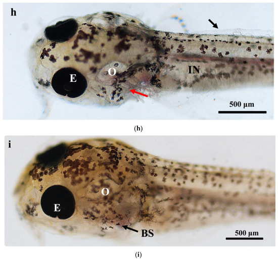 Ontogenetic Development of Gill and Na+/K+ ATPase in the Air