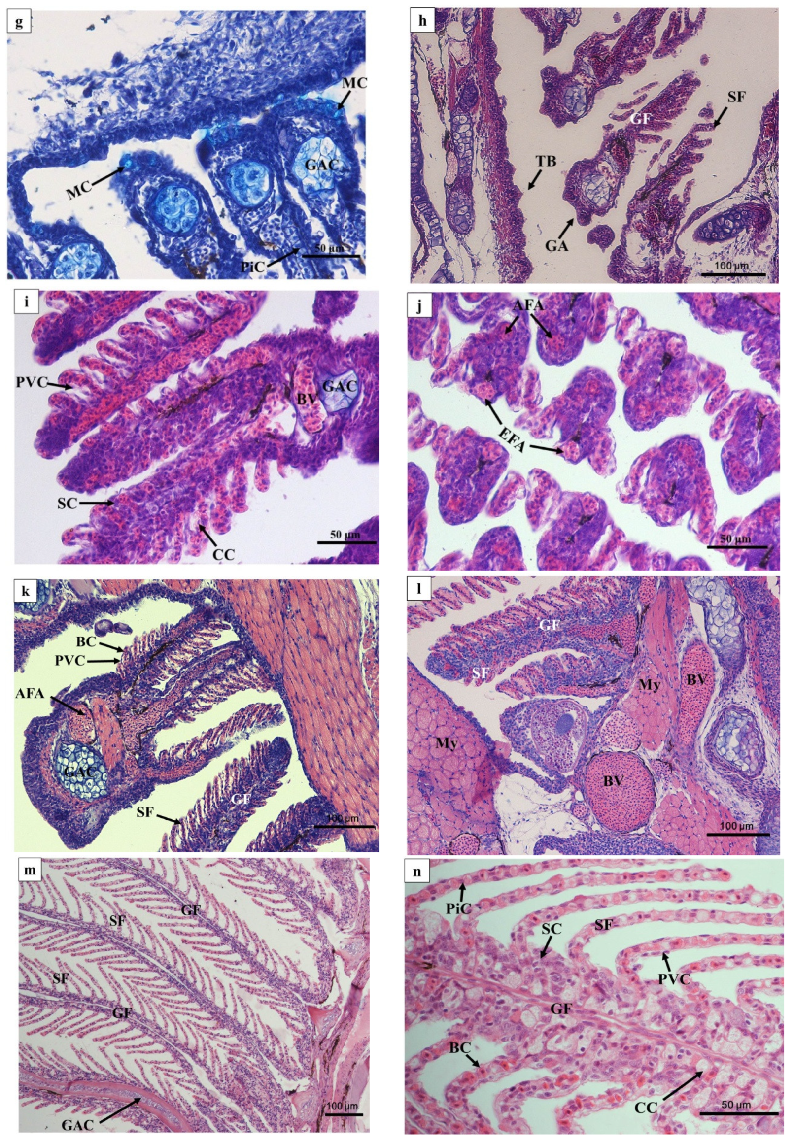 Fishes 08 00023 g003b Fishes 08 00023 g003b
