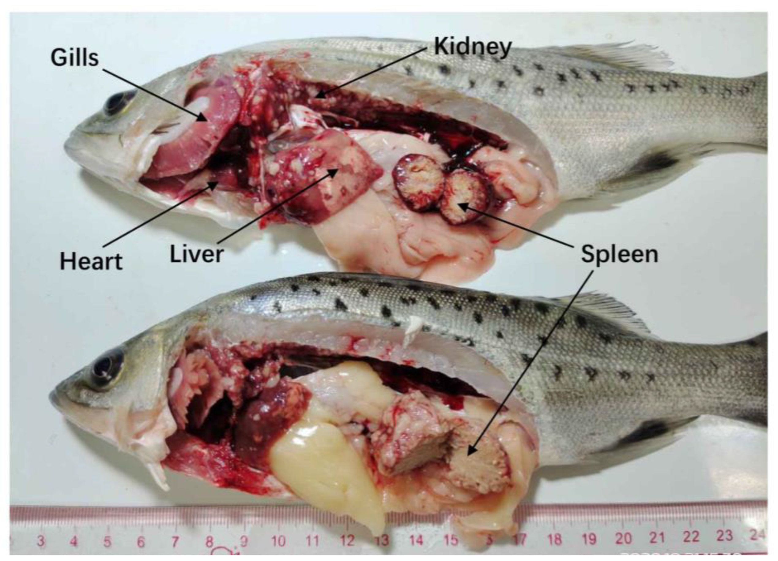 Fishes 08 00033 g001