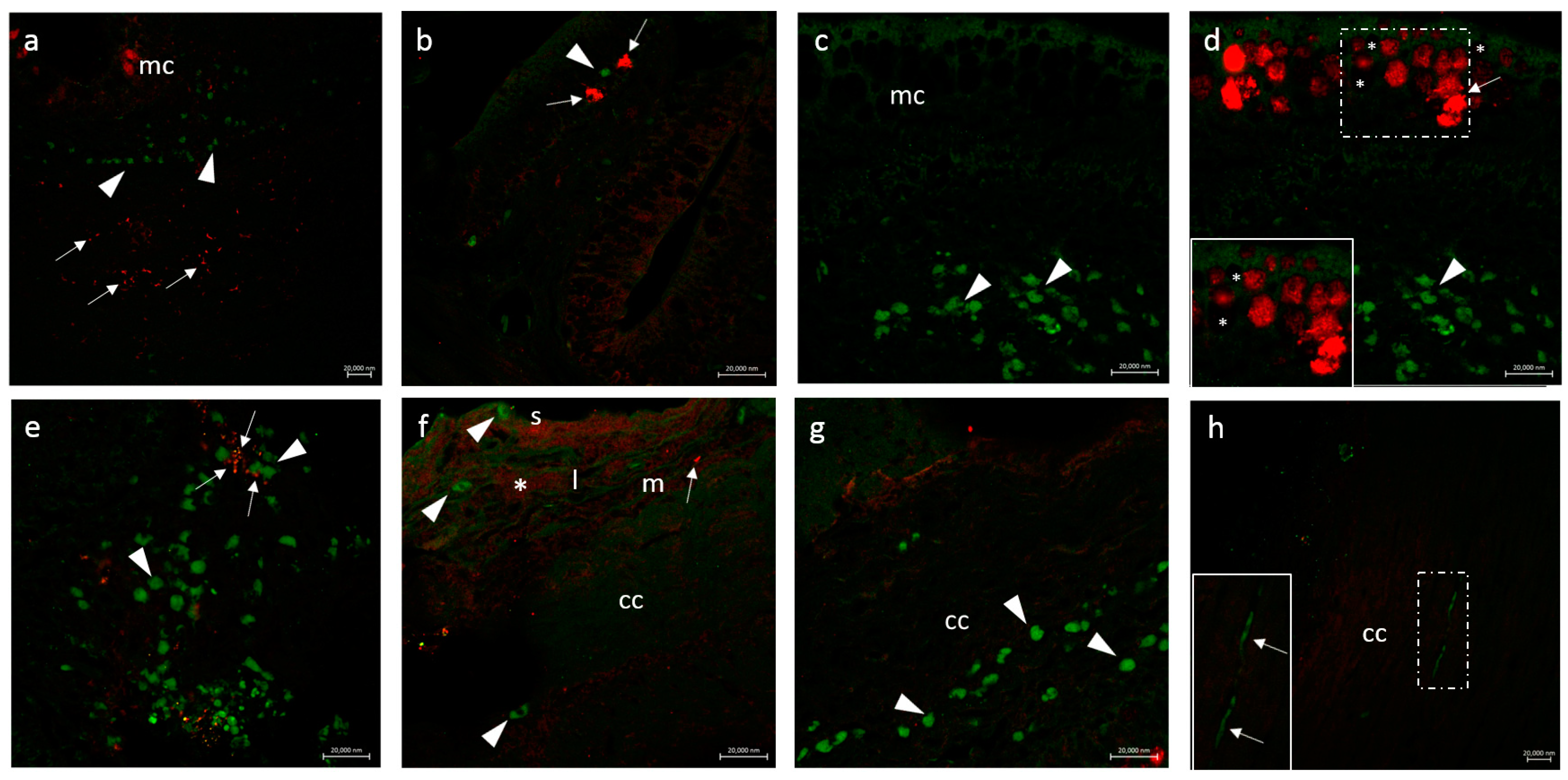 Fishes 08 00043 g002 Fishes 08 00043 g002