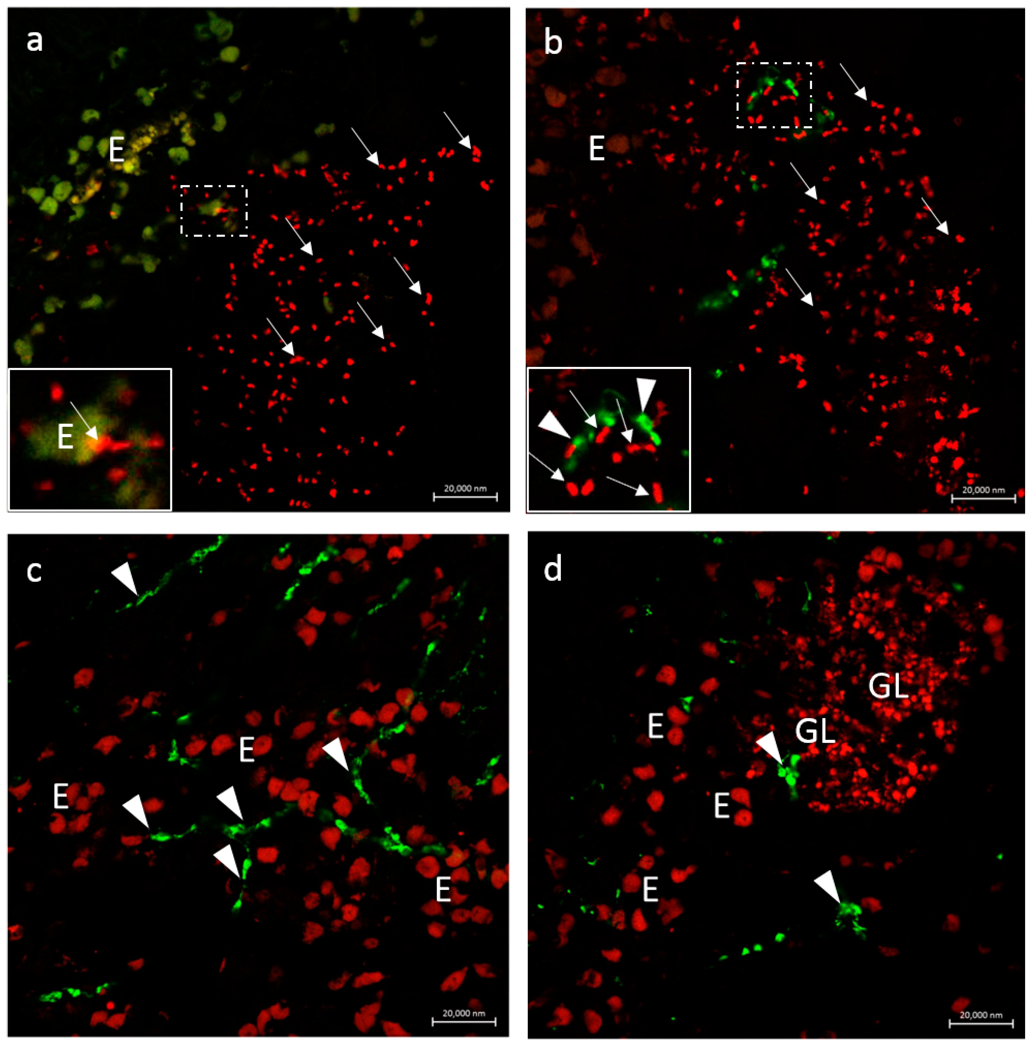 Fishes 08 00043 g006 Fishes 08 00043 g006
