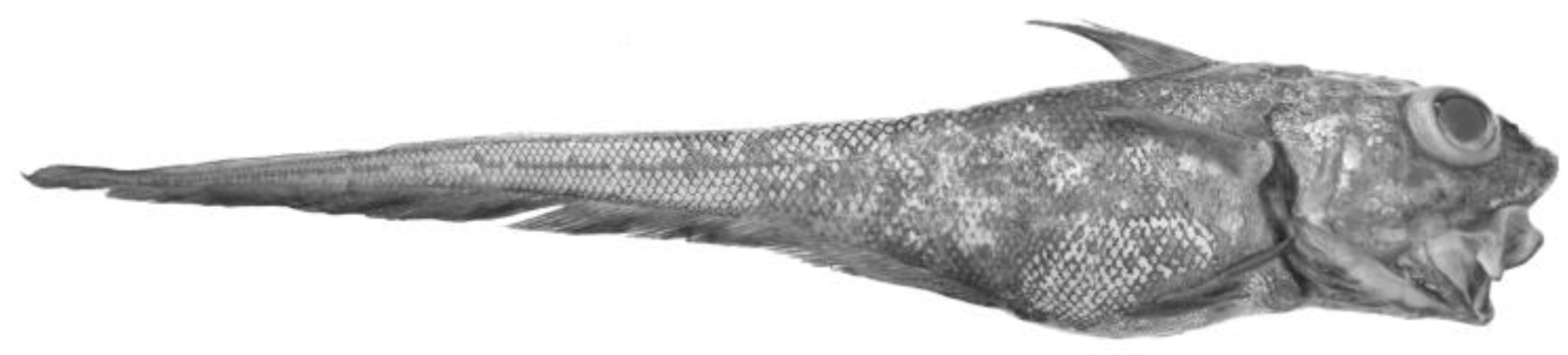 Fishes 08 00056 g002