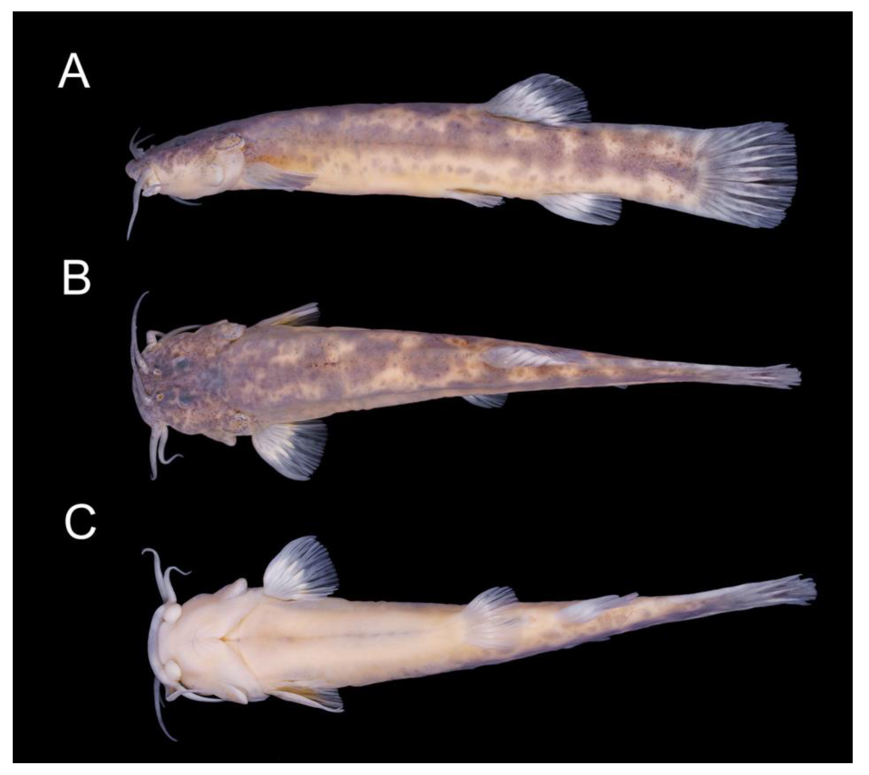 Fishes 08 00063 g005