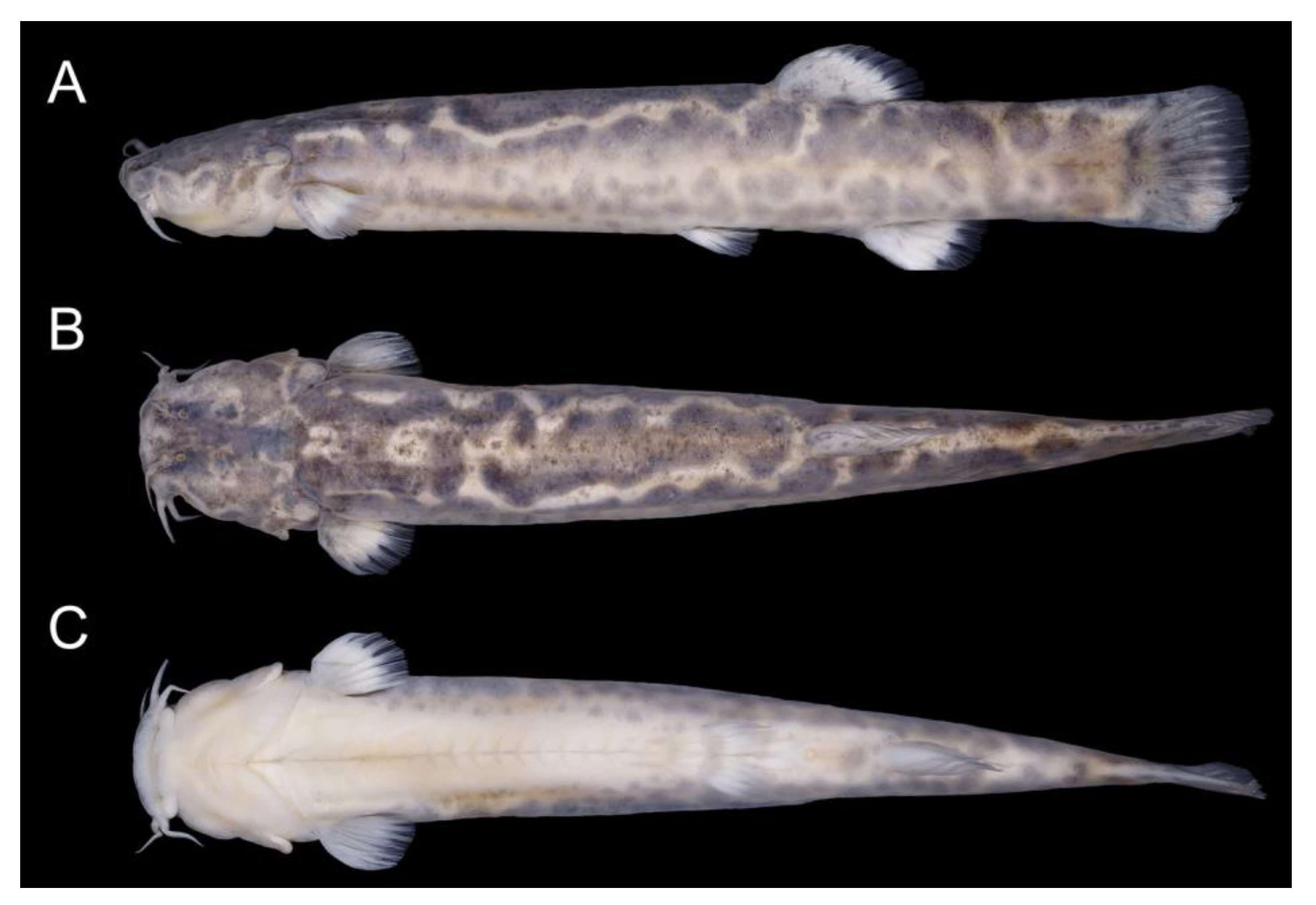 Fishes 08 00063 g010