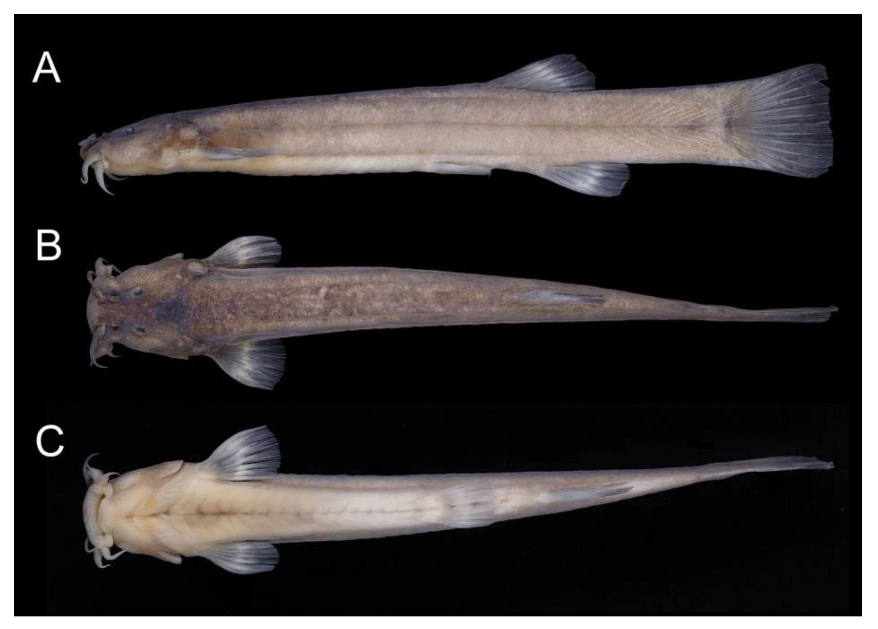 Fishes 08 00063 g013