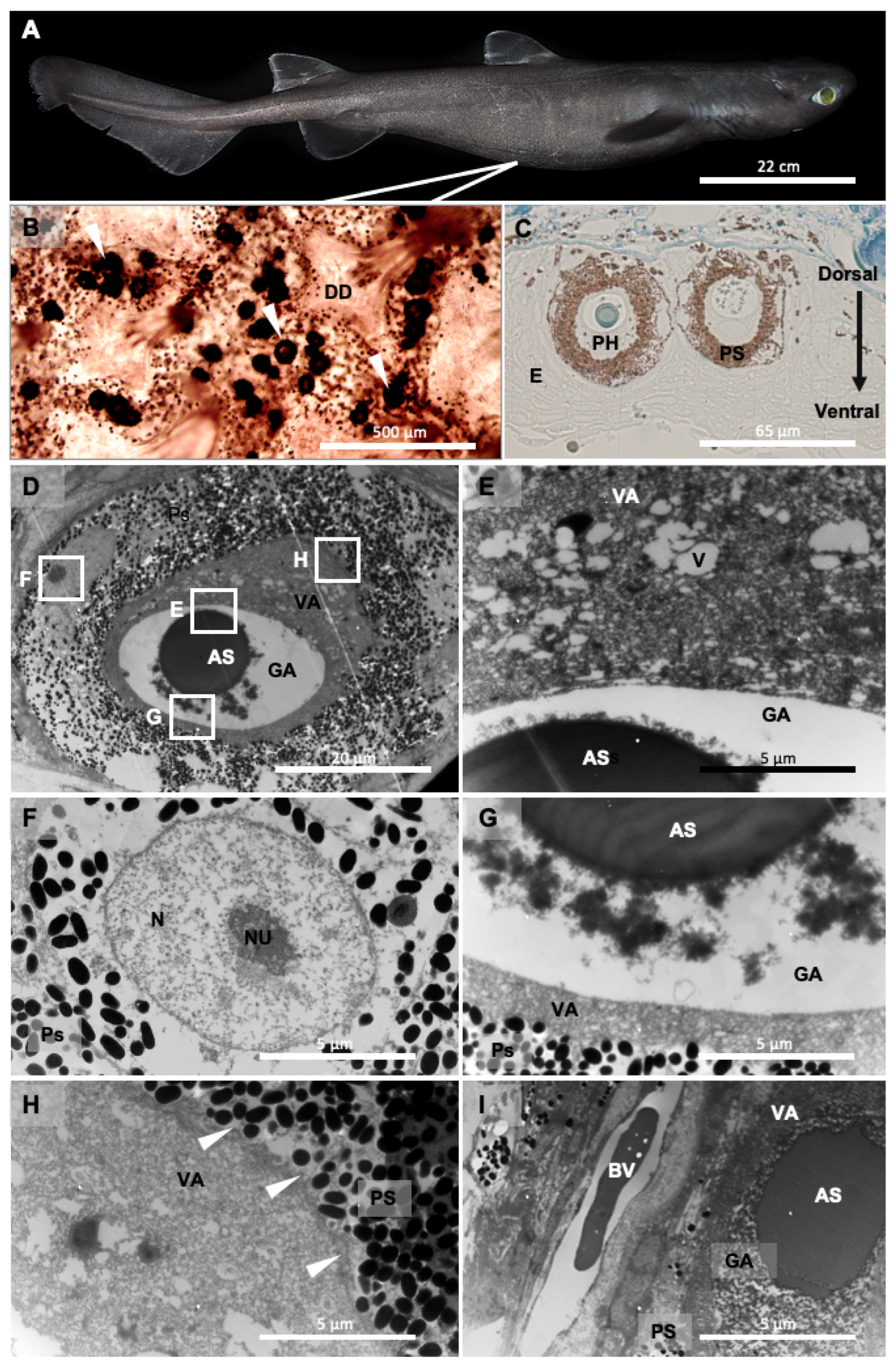 Fishes 08 00087 g001 Fishes 08 00087 g001