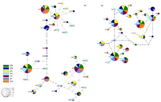Genetic Structure and Phylogeography of Commercial Mytilus