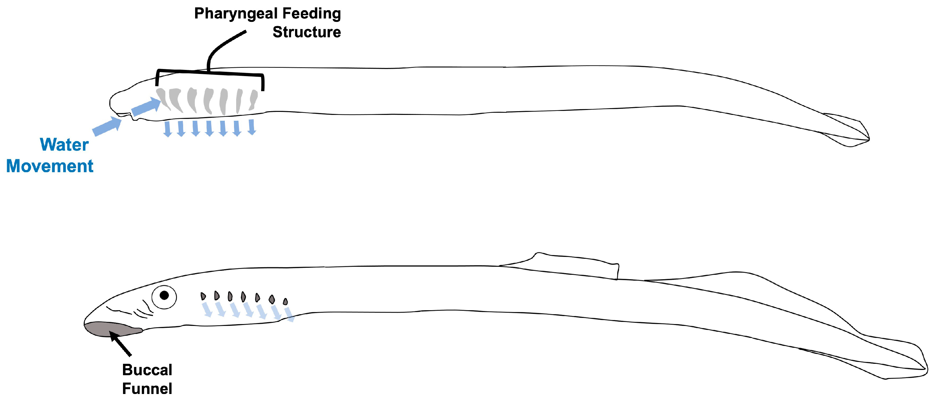 Fishes 08 00101 g001 550