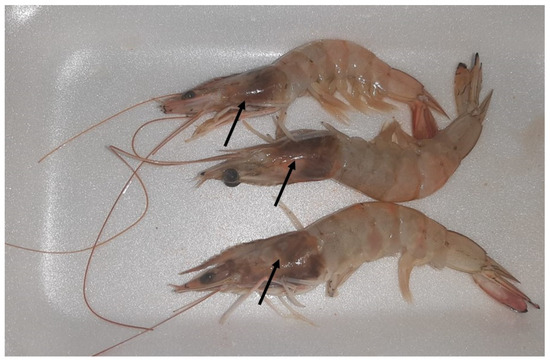 Fishes | Free Full-Text | Potential Symbiotic Effects of β-1,3 Glucan