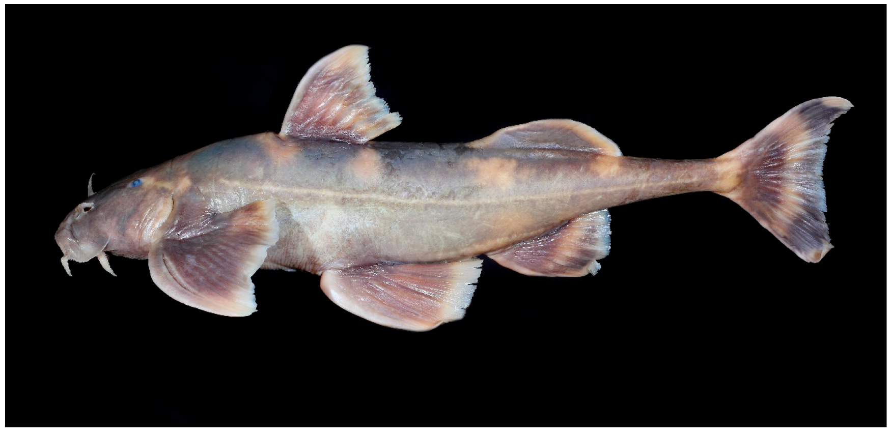 Fishes 08 00106 g002 550