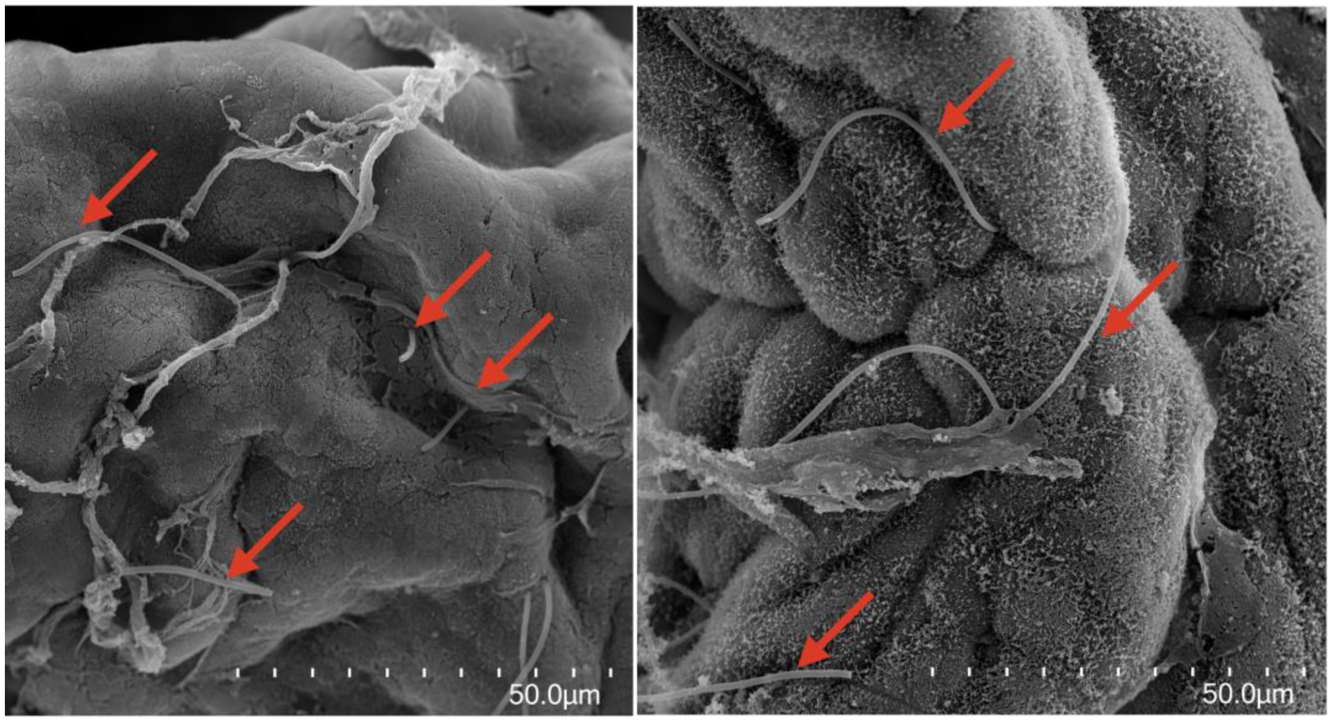 Fishes 08 00109 g003 Fishes 08 00109 g003