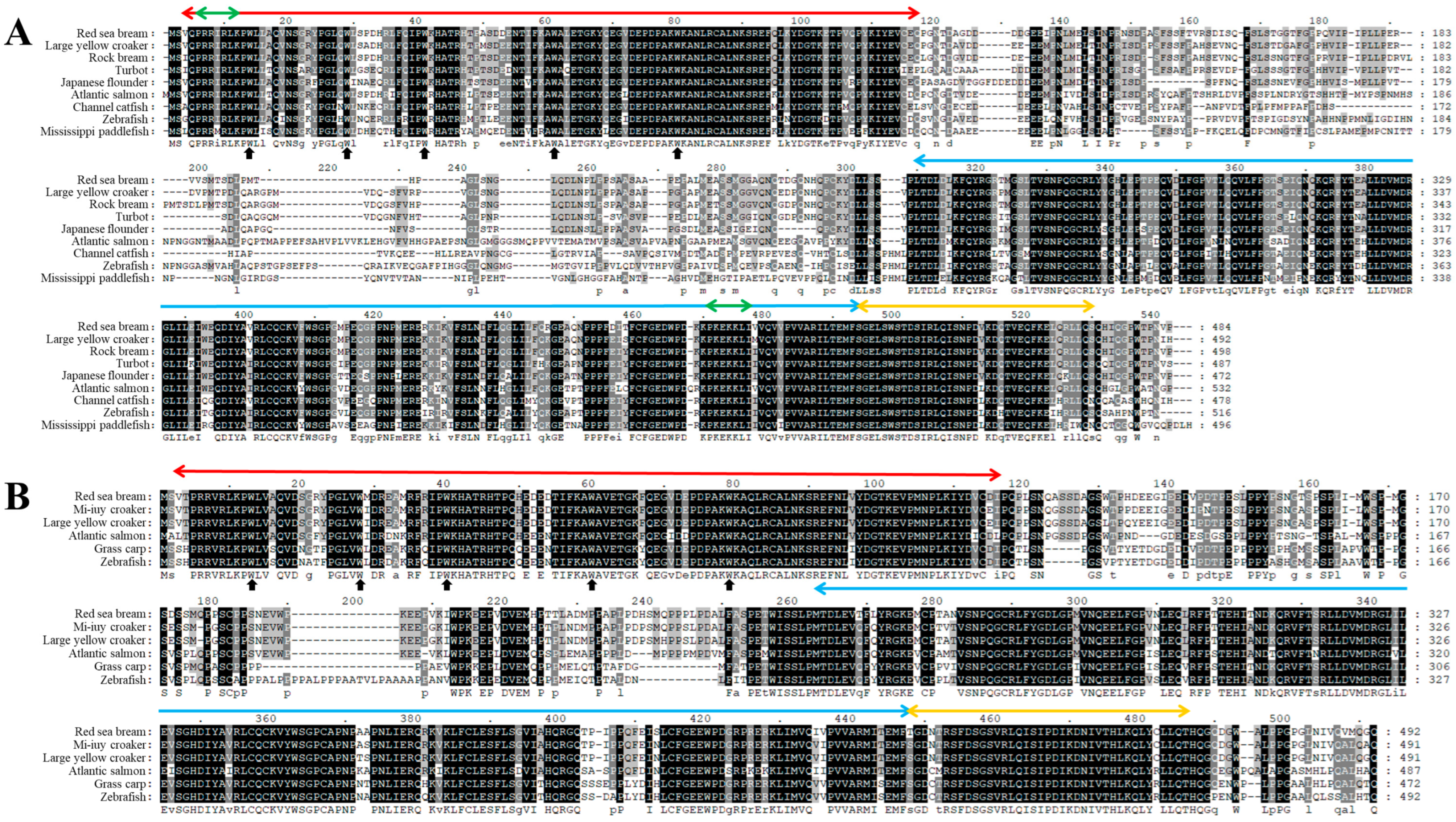Characterization of Red Sea Bream (Pagrus major) Interferon Characterization of Red Sea Bream (Pagrus major) Interferon