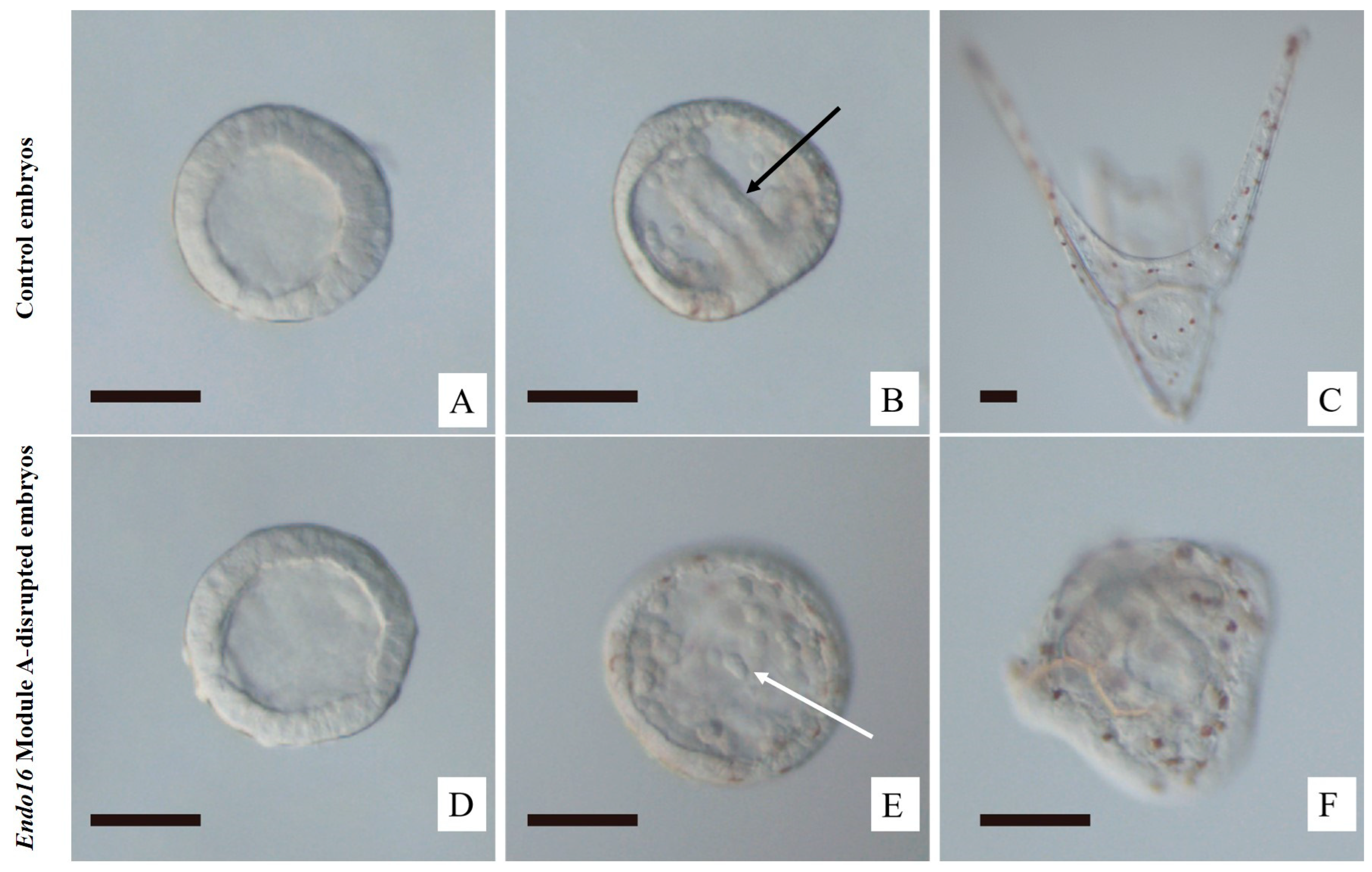 Fishes 08 00118 g002 Fishes 08 00118 g002