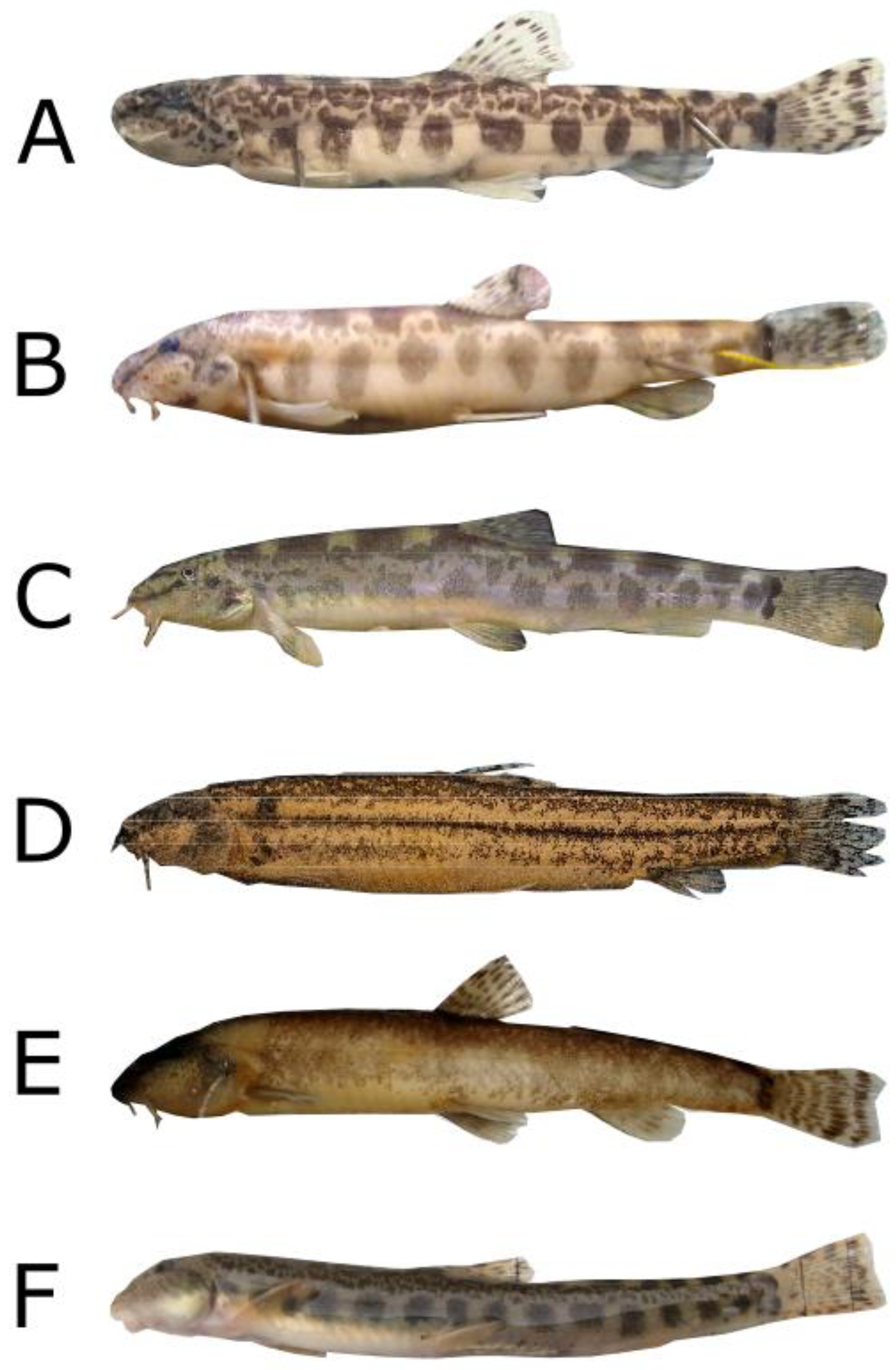 Fishes 08 00119 g006 Fishes 08 00119 g006
