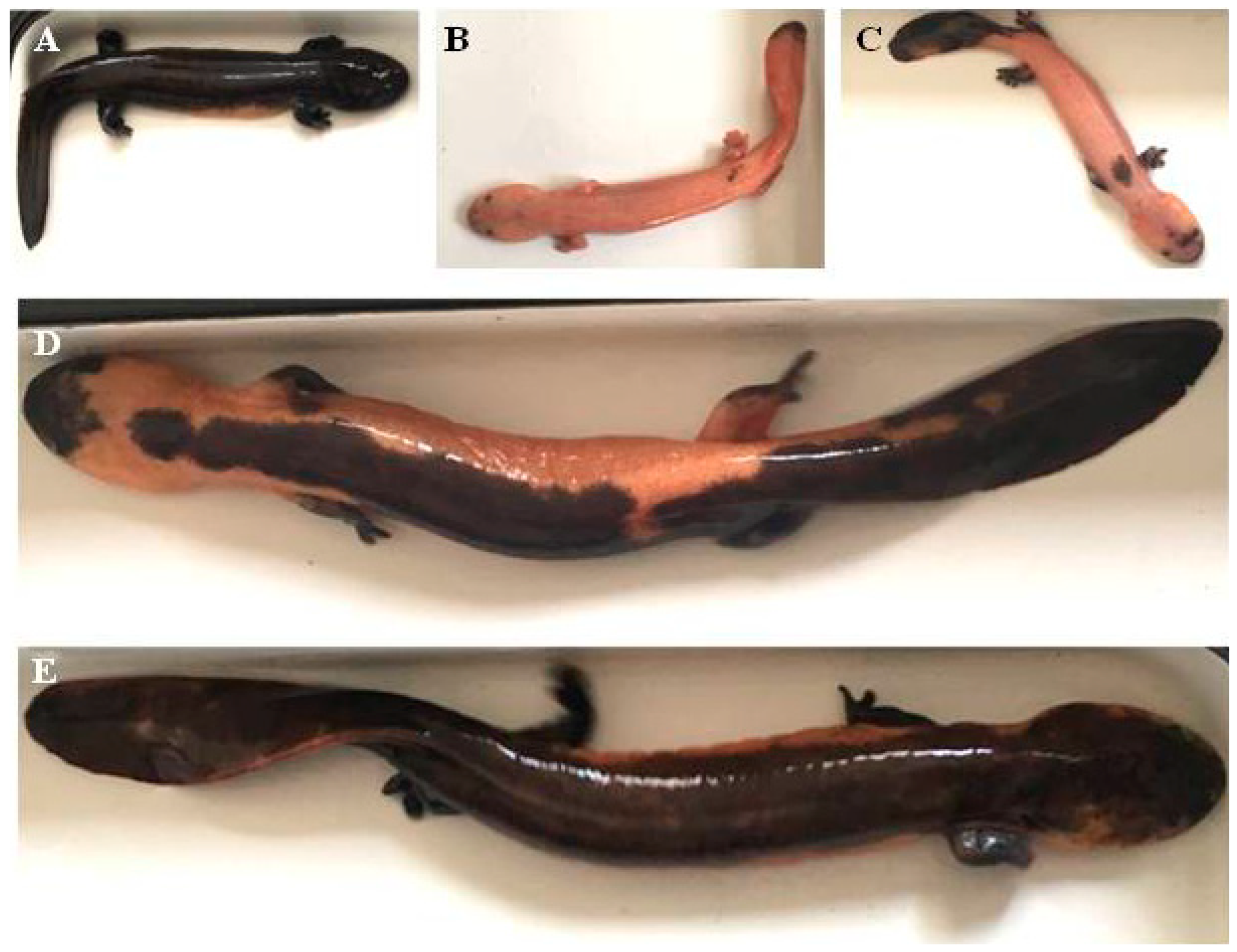 Fishes 08 00121 g001 Fishes 08 00121 g001