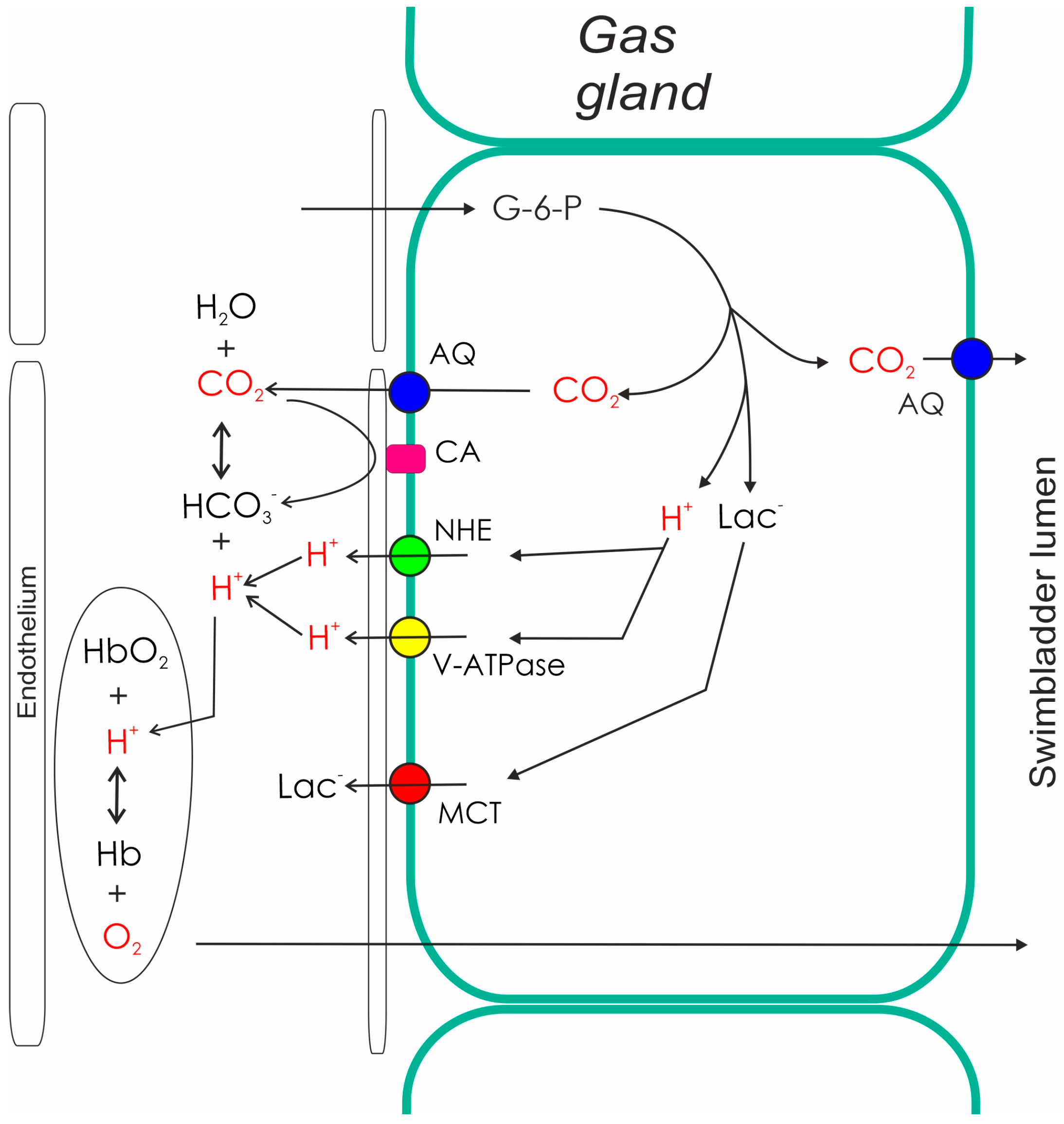 Fishes 08 00125 g002 Fishes 08 00125 g002