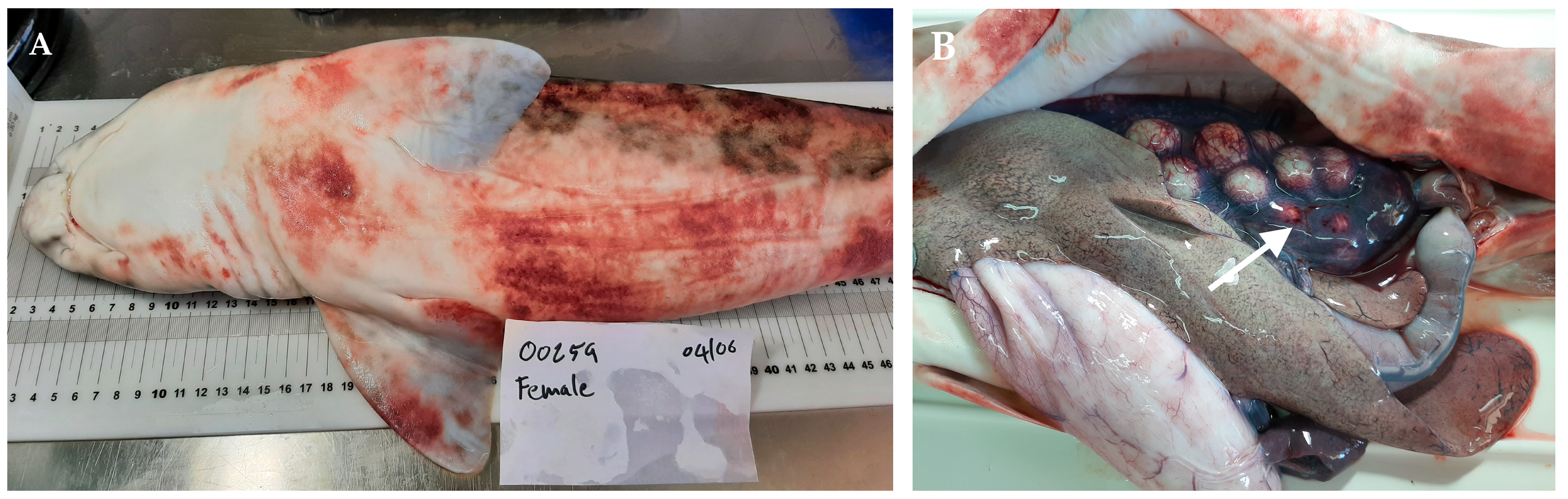 Fishes 08 00128 g001 Fishes 08 00128 g001